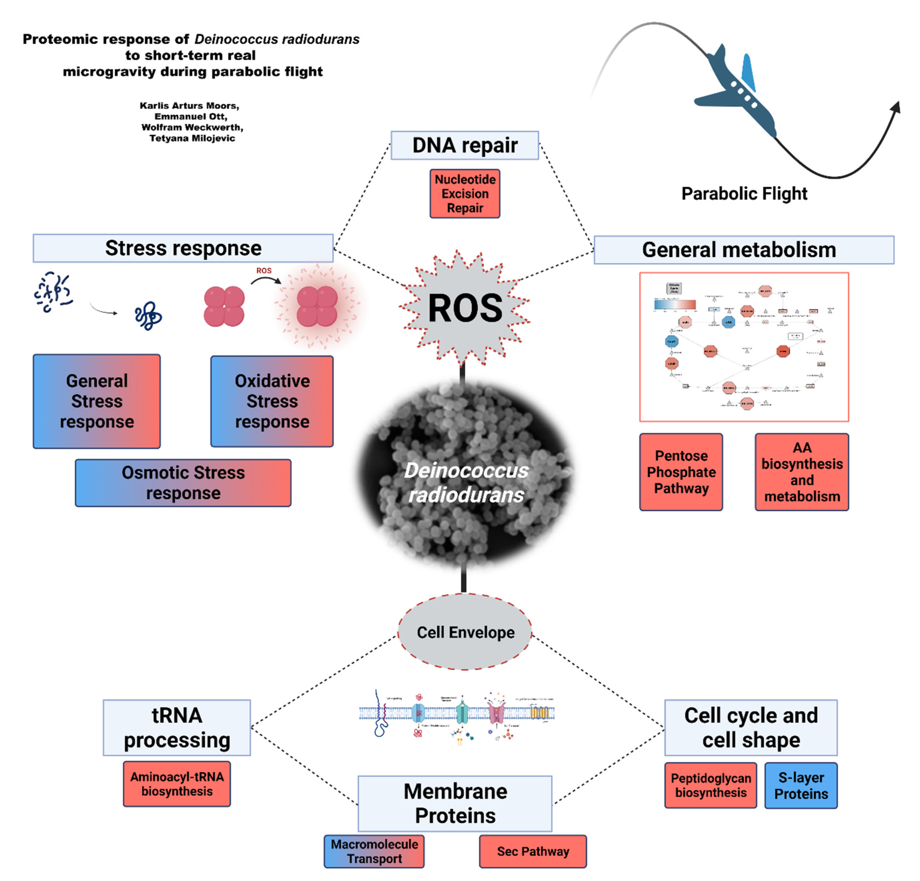 Frontiers  Proteomic and Metabolomic Profiling of Deinococcus