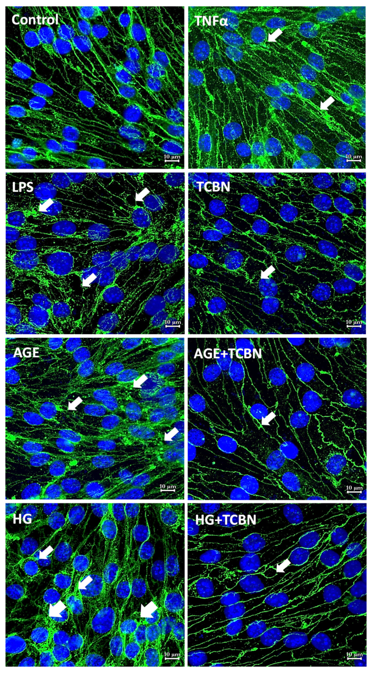 Life 12 00033 g007 Life 12 00033 g007