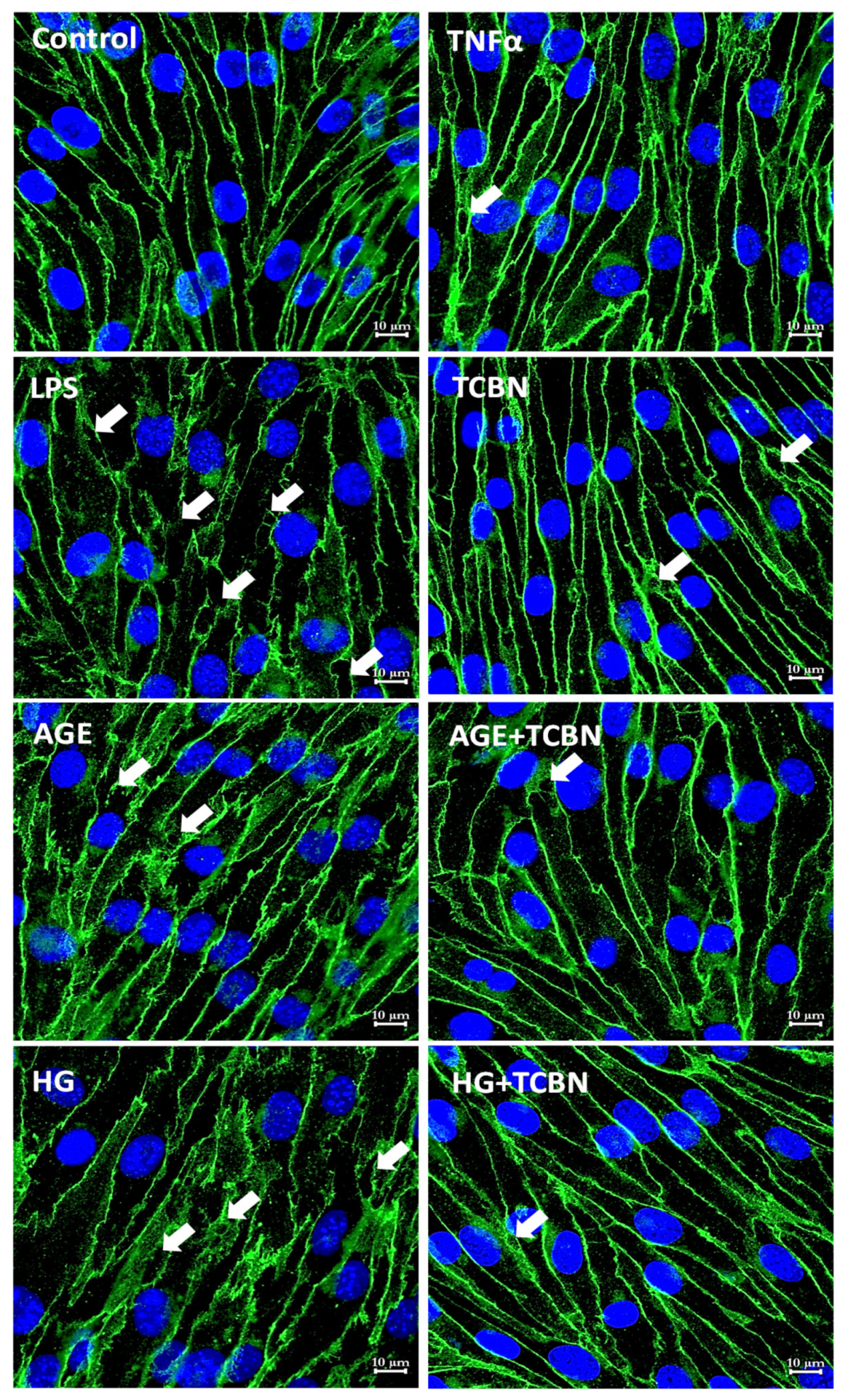 Life 12 00033 g008 Life 12 00033 g008