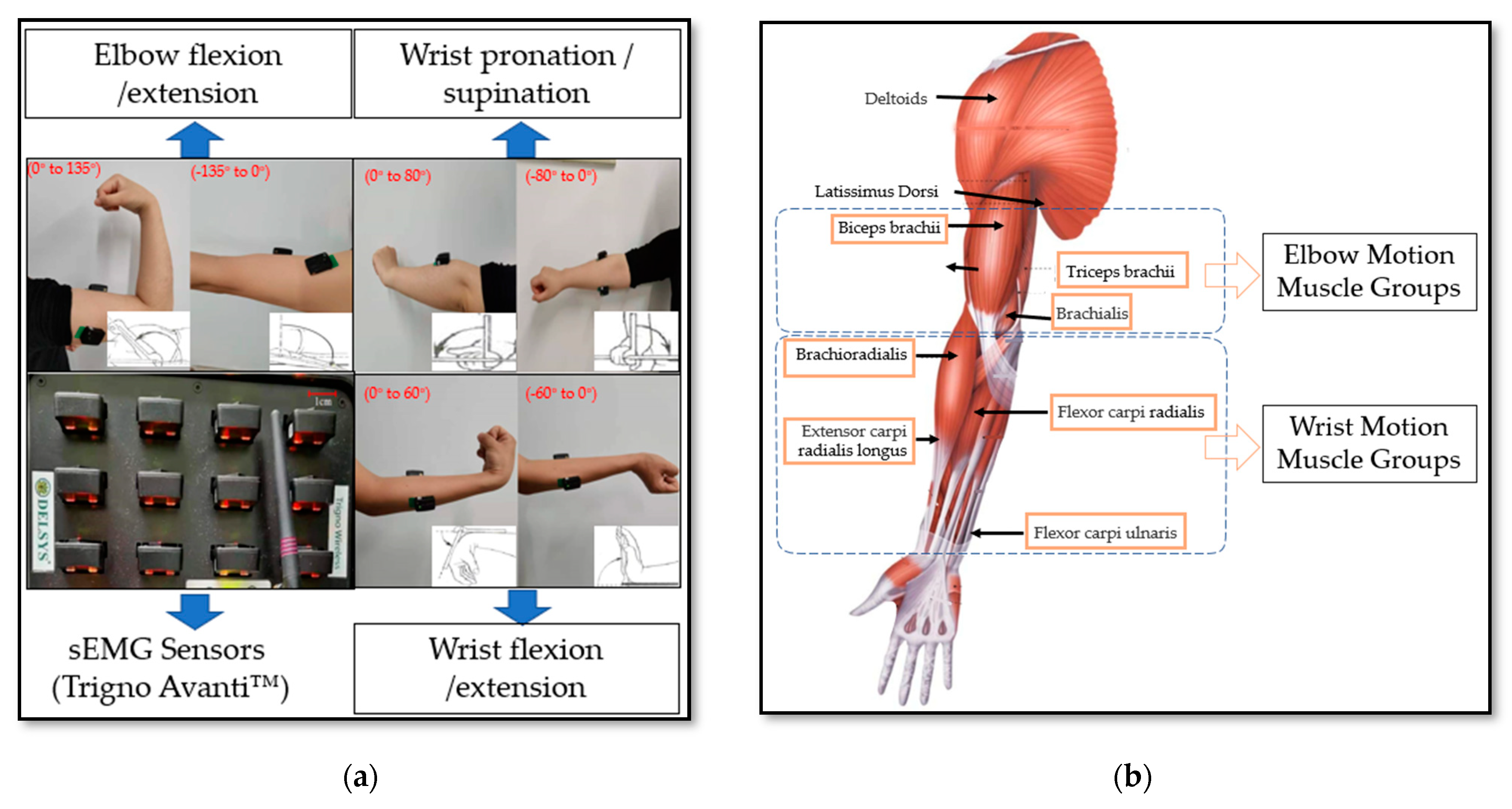 Electromyographic evaluation of upper limb muscles involved in armwrestling  sport simulation during dynamic and static conditions - ScienceDirect