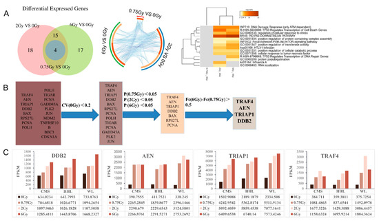 Ａ−ＥＮエイエン　プログラム 宝塚歌劇 宝塚 朝美絢 暁千星 星組 Ａ−ＥＮエイエン プログラム