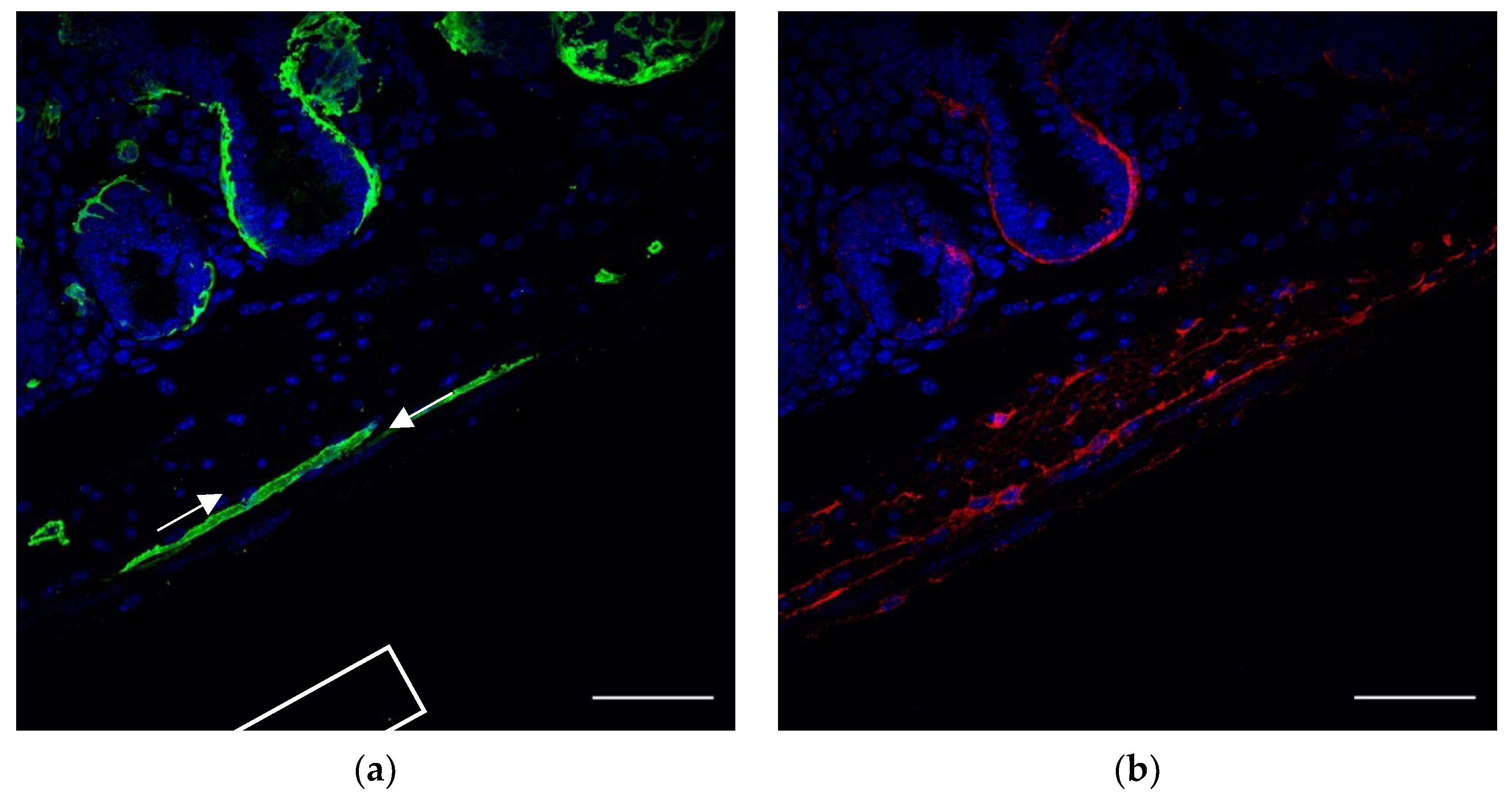 Life 12 00176 g003a 550