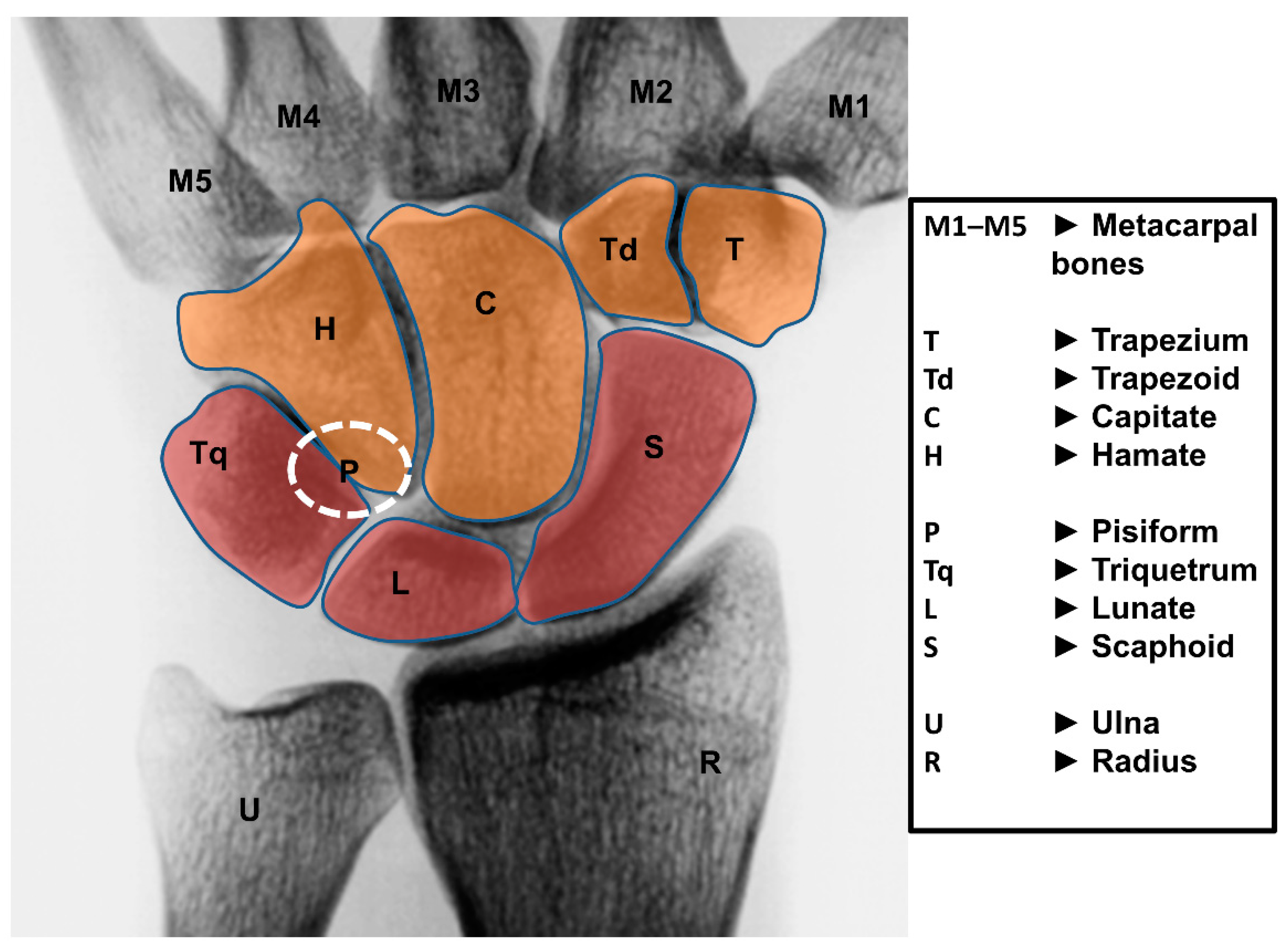 Wrist Anatomy Biology Diagrams