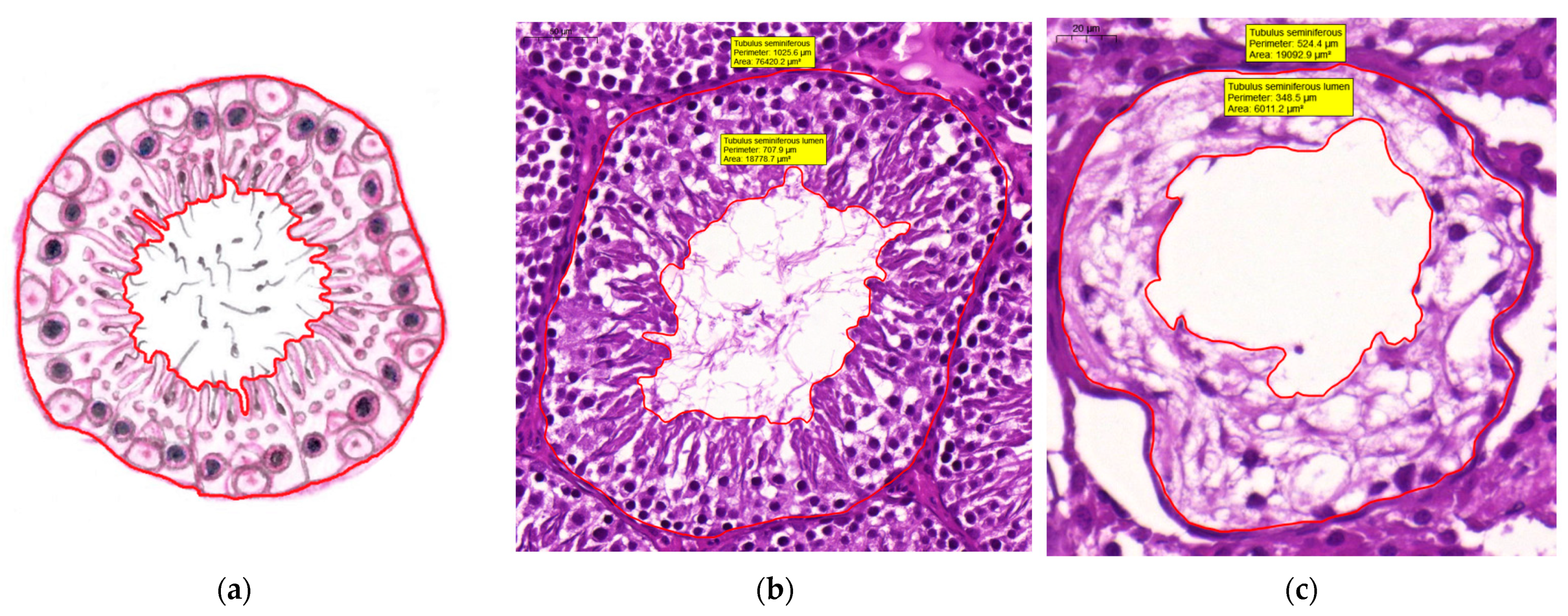 Life 12 00189 g004 Life 12 00189 g004