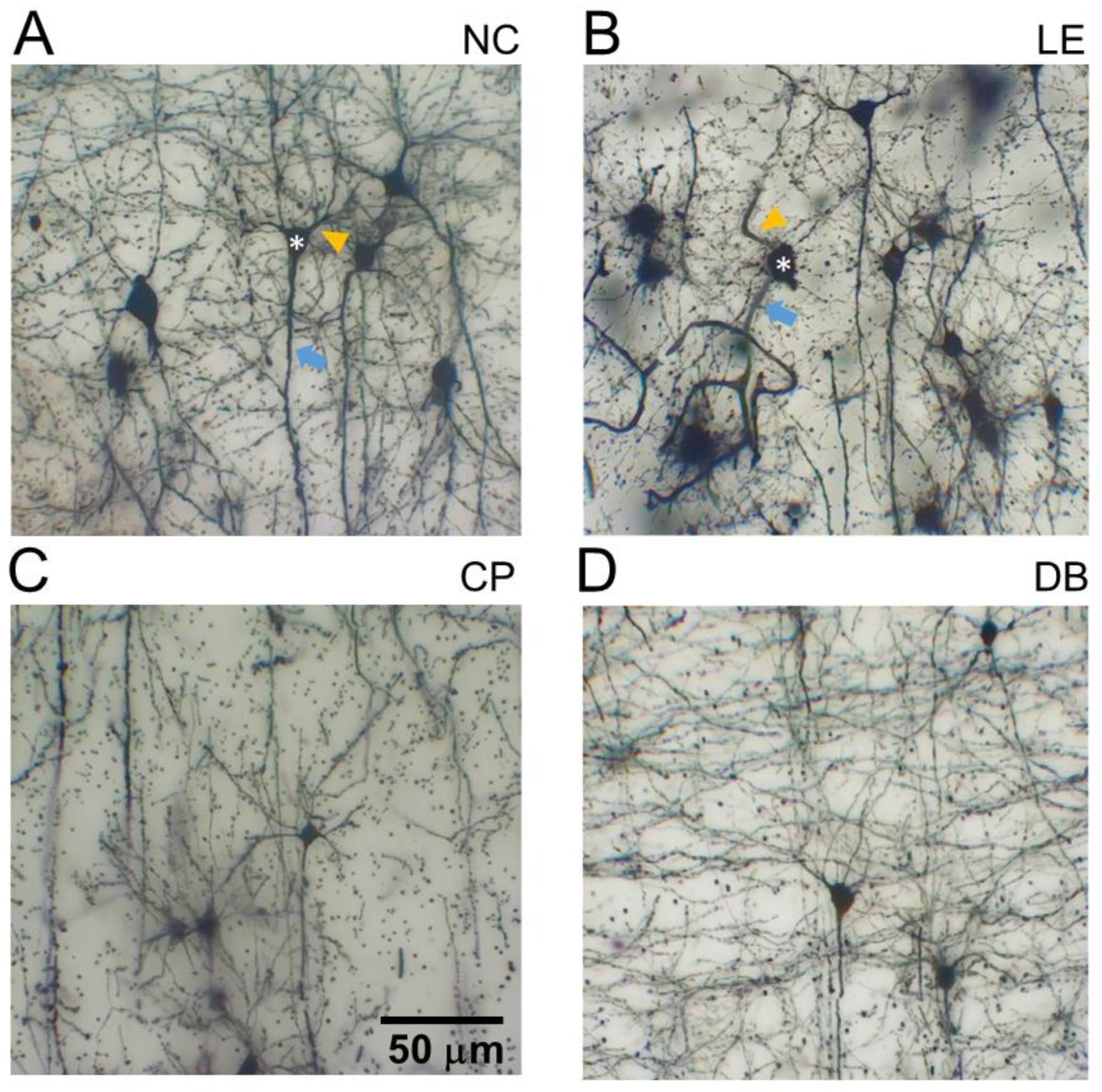 Life 12 00243 g006 550