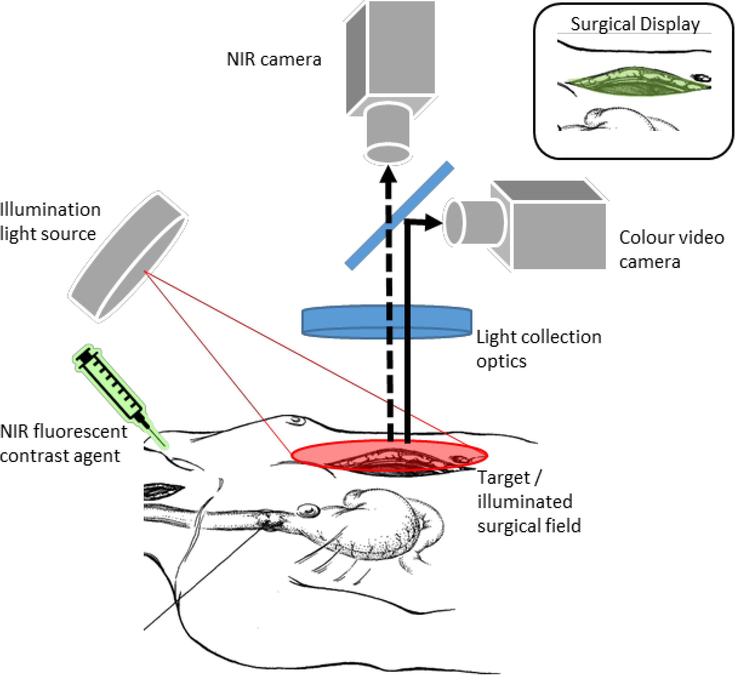 Life 12 00249 g001 550