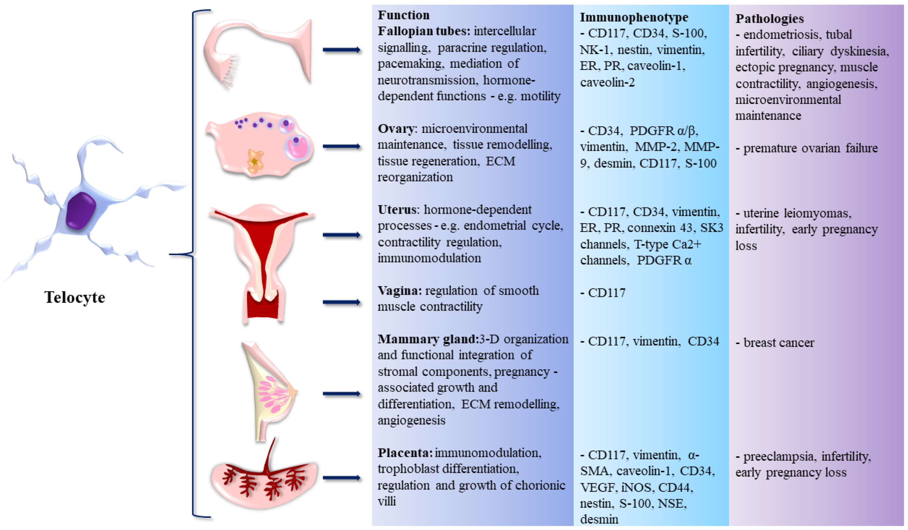 Life Free Full Text Telocytes In The Female Reproductive System Up To Date Knowledge Challenges And Possible Clinical Applications