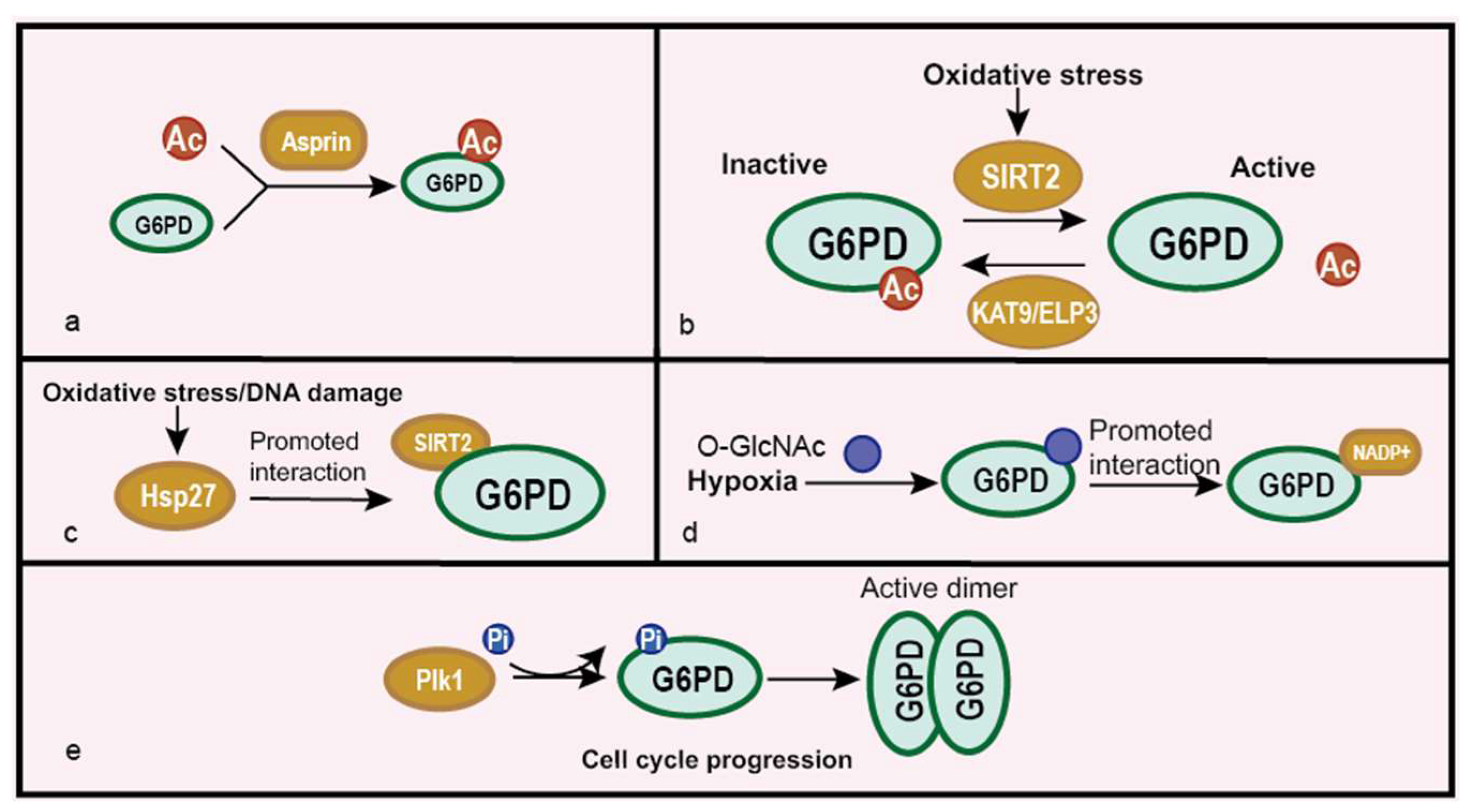 Life Free FullText The Multiple Roles of Glucose6Phosphate