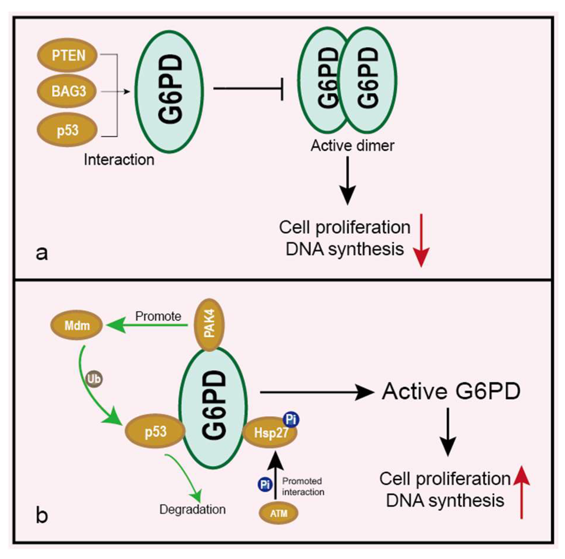 Life 12 00271 g005 Life 12 00271 g005