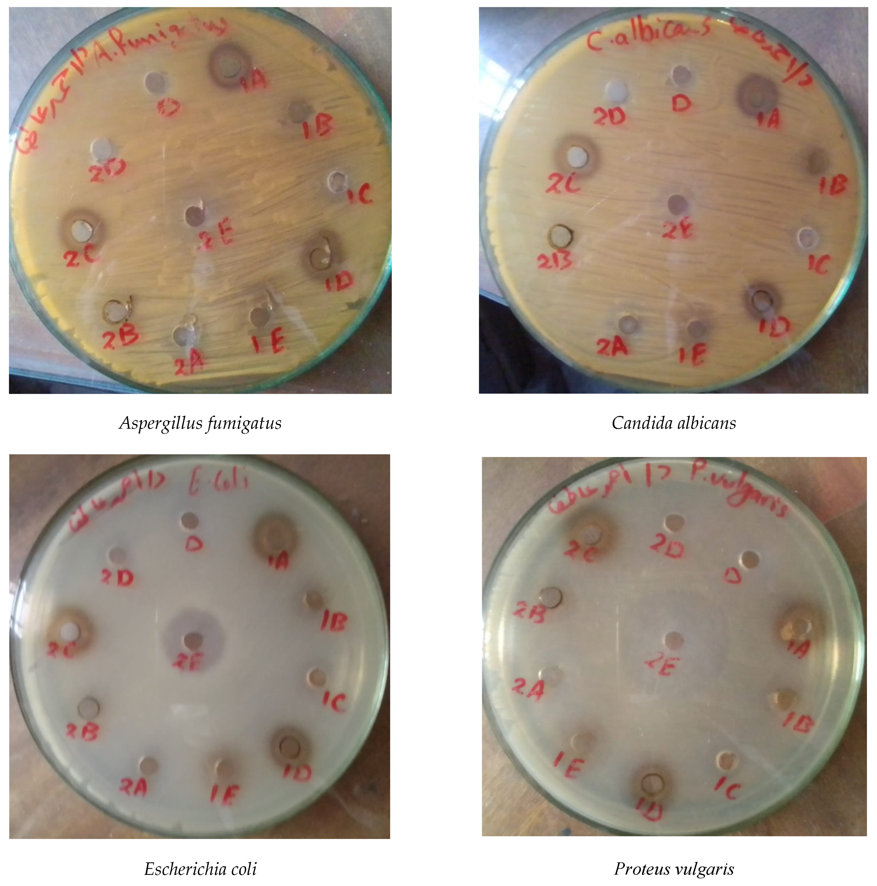 Life 12 00273 g004a 550