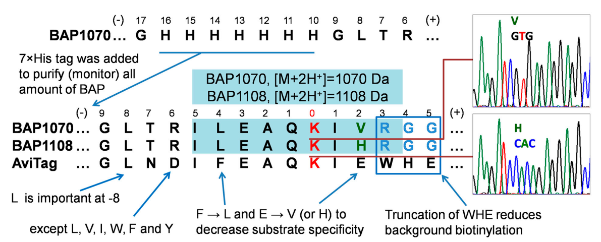 Life 12 00300 g002 550