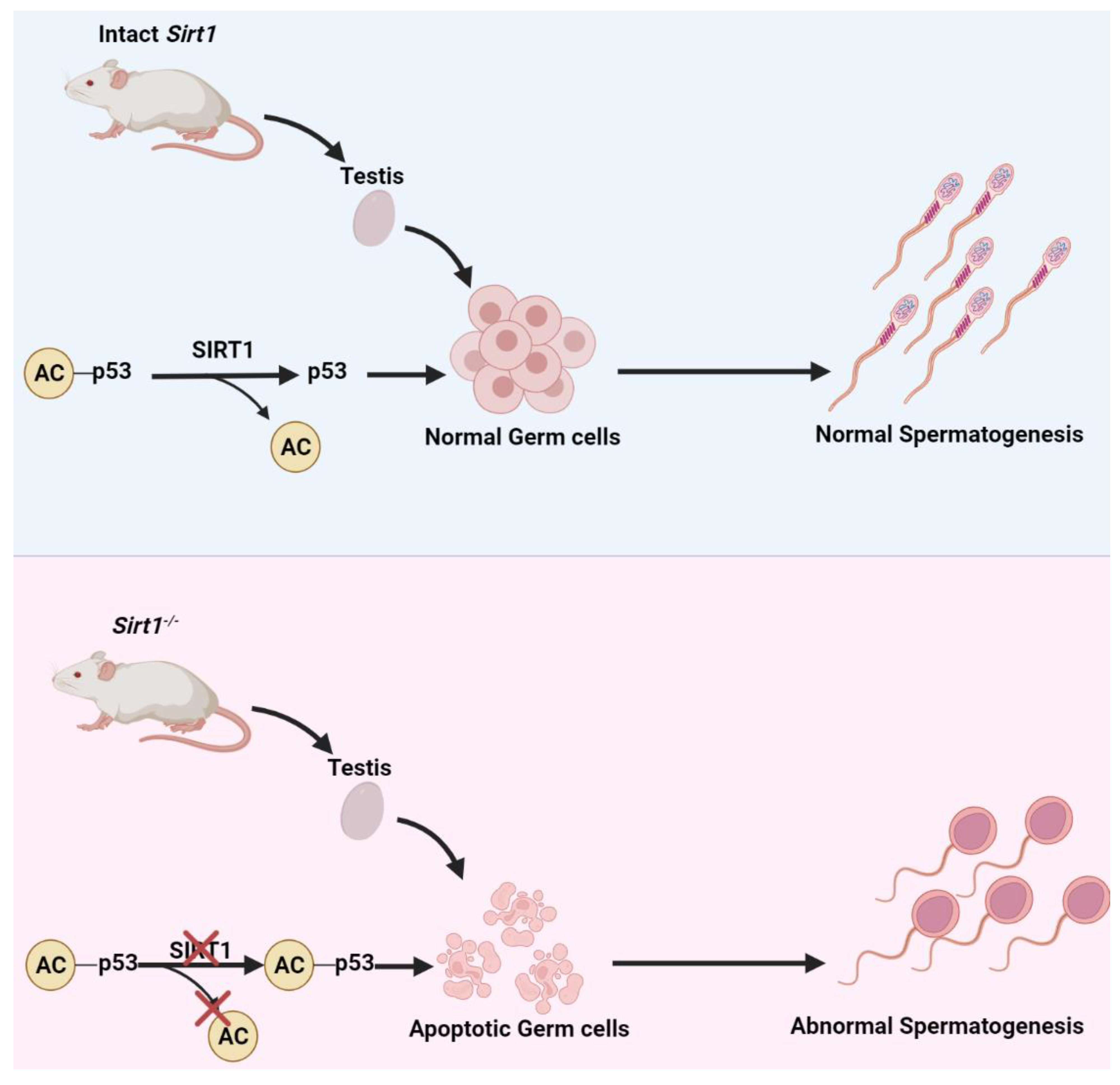 Life 12 00318 g002 Life 12 00318 g002