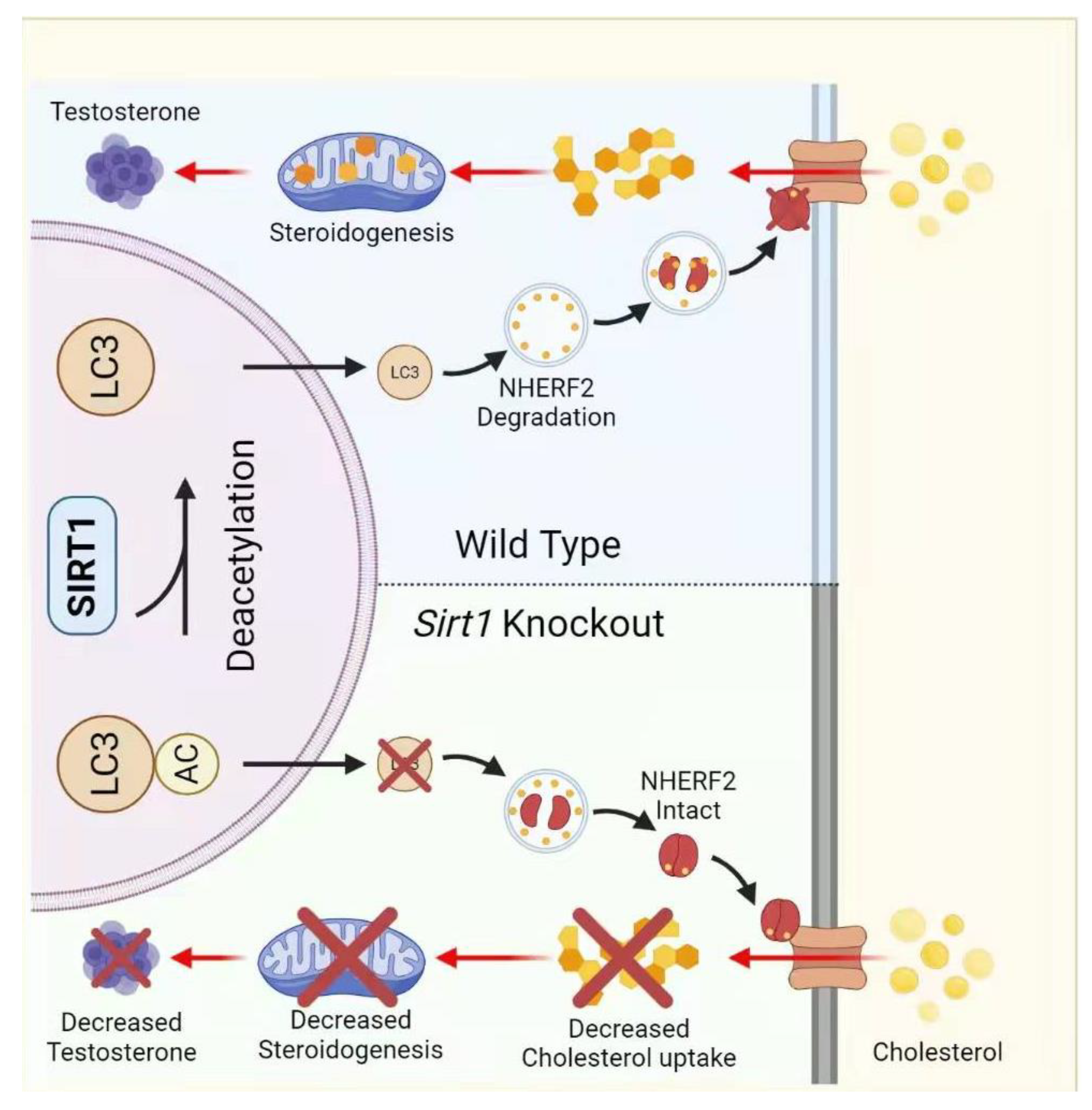 Life 12 00318 g006 Life 12 00318 g006