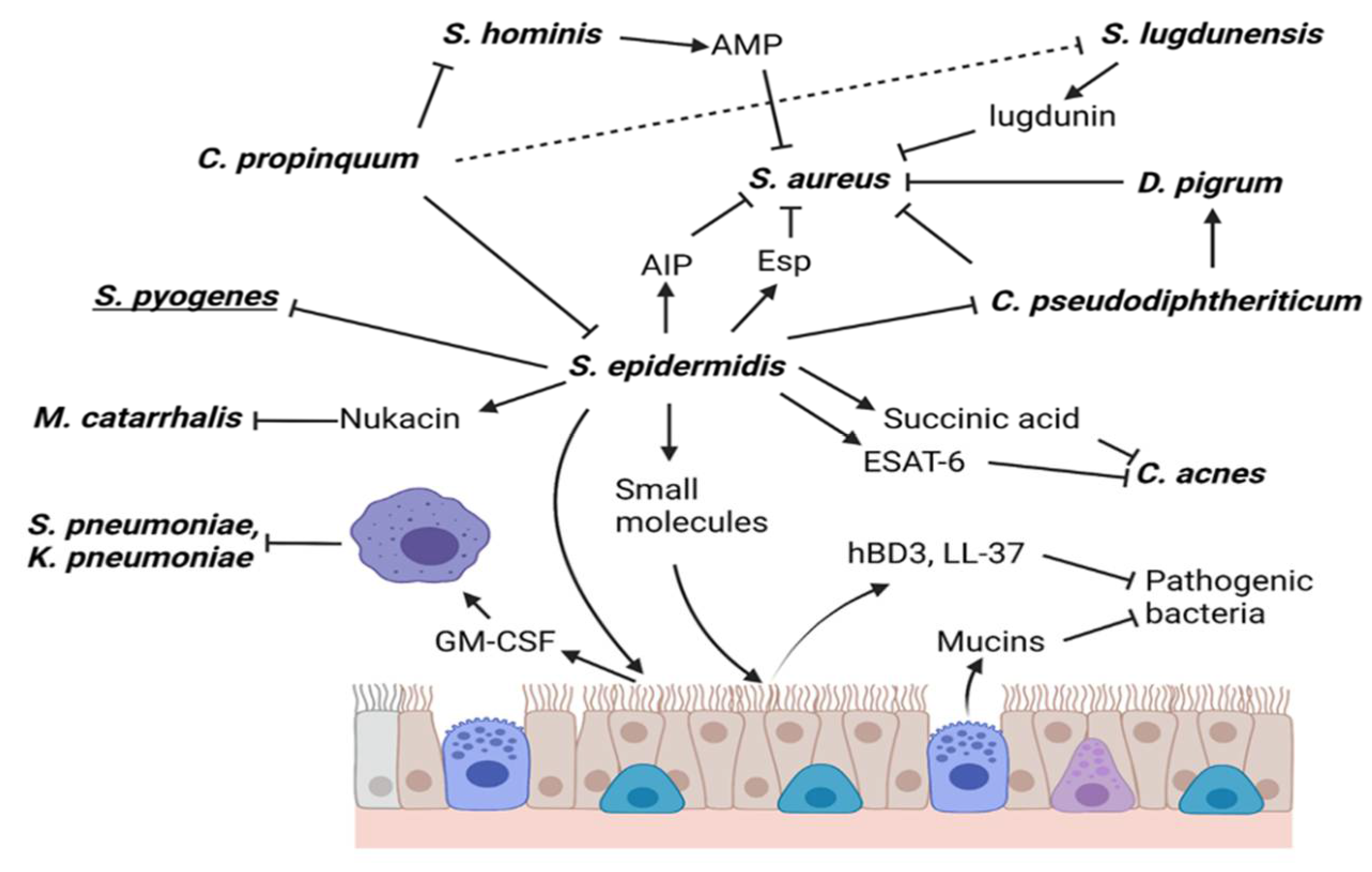 staphylococcus epidermis epidermidi