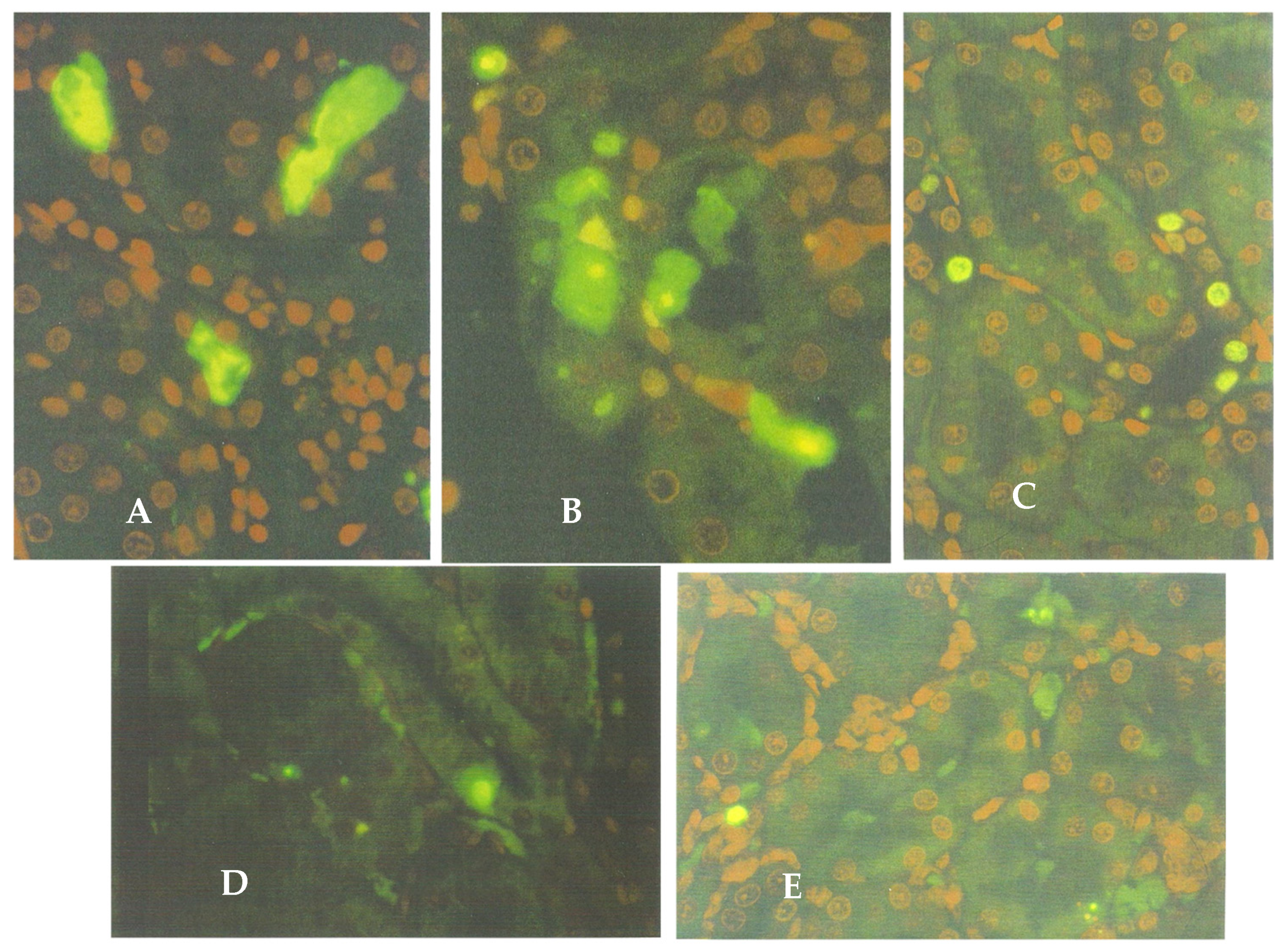 Life 12 00352 g006 550