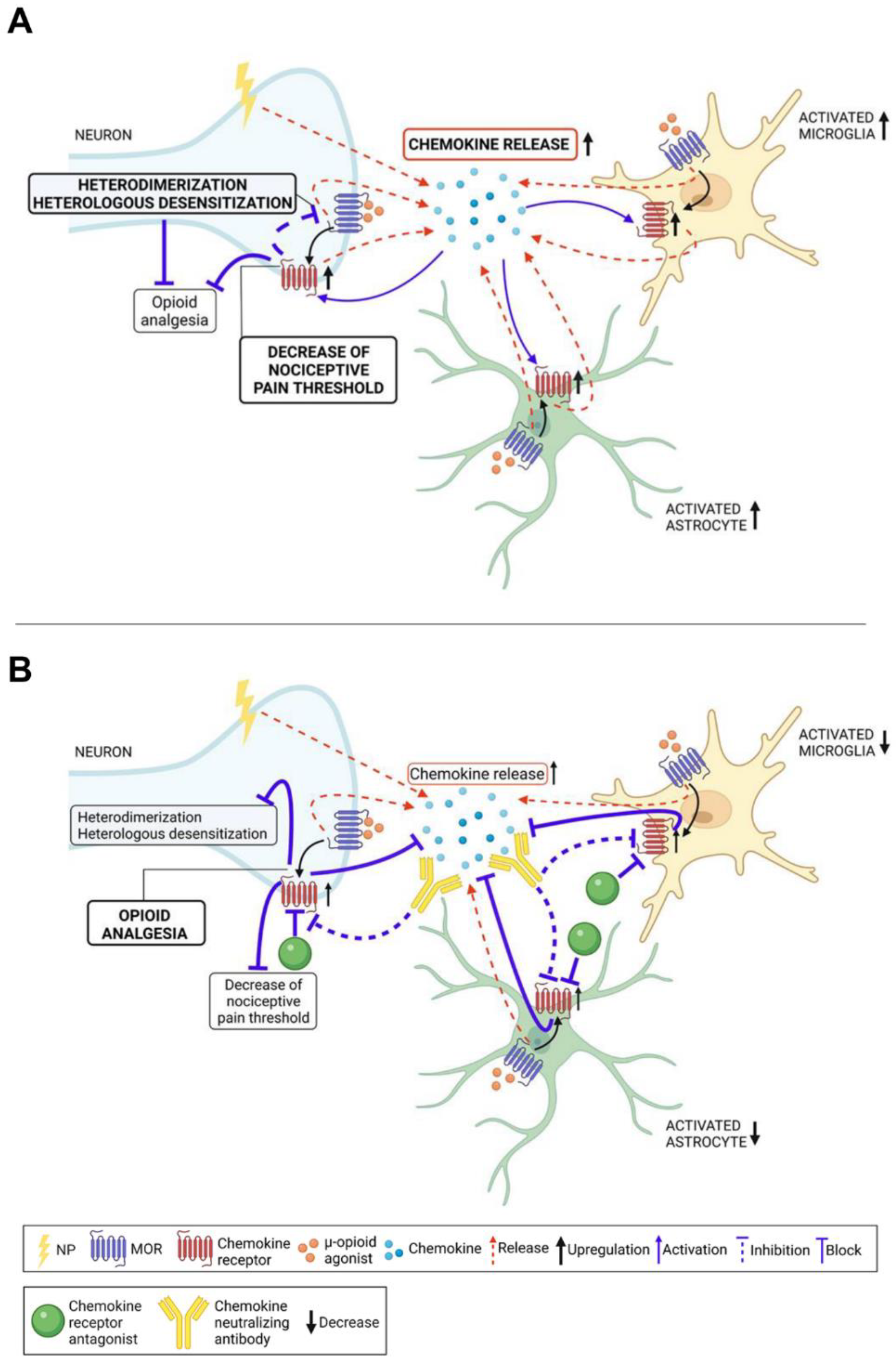 slika jegulja remen Life | Free Full-Text | Targeting Chemokines and Chemokine GPCRs to Enhance Strong Opioid Efficacy in Neuropathic Pain | HTML slika jegulja remen Life | Free Full-Text | Targeting Chemokines and Chemokine GPCRs to Enhance Strong Opioid Efficacy in Neuropathic Pain | HTML