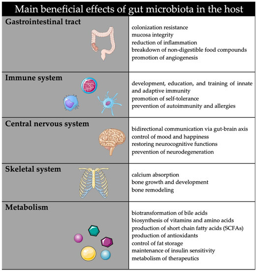 Life | Free Full-Text | The Maternal&ndash;Fetal Gut Microbiota Axis: Physiological Changes, Dietary Influence, and Modulation