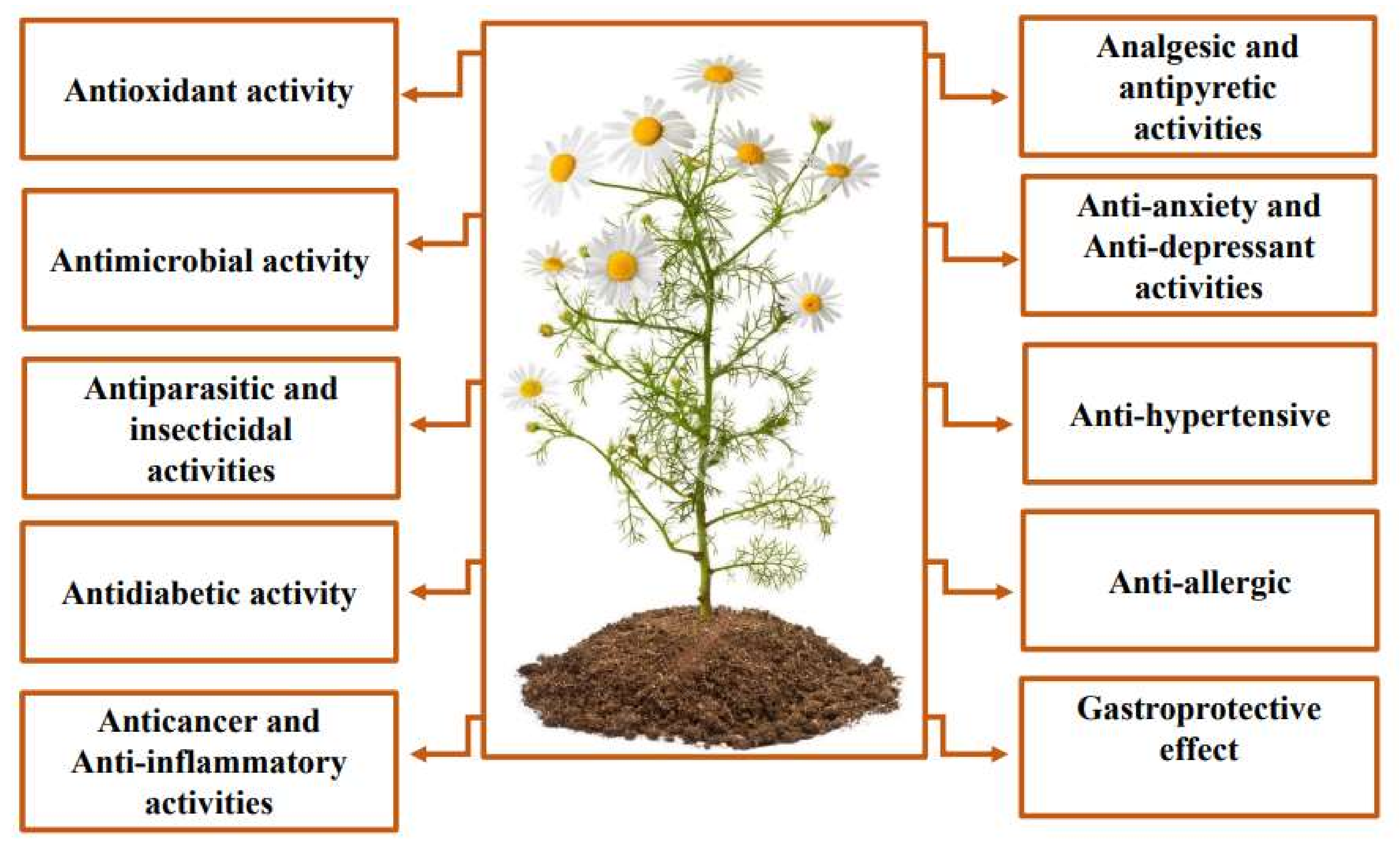 Life Free Full-Text Chamomile (Matricaria chamomilla L.) A Review of Ethnomedicinal Use, Phytochemistry and Pharmacological Uses pic