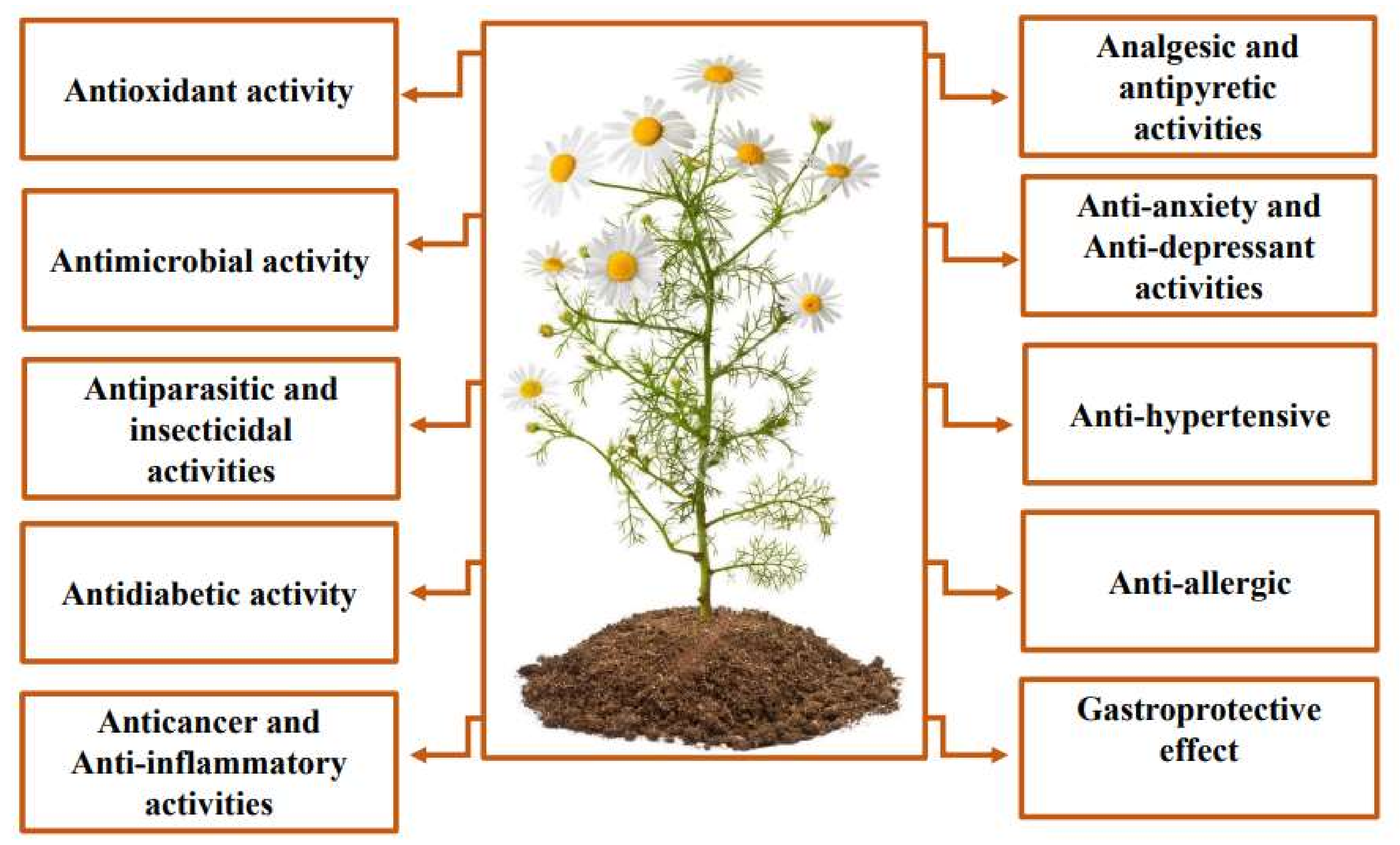 Chamomile Extract
