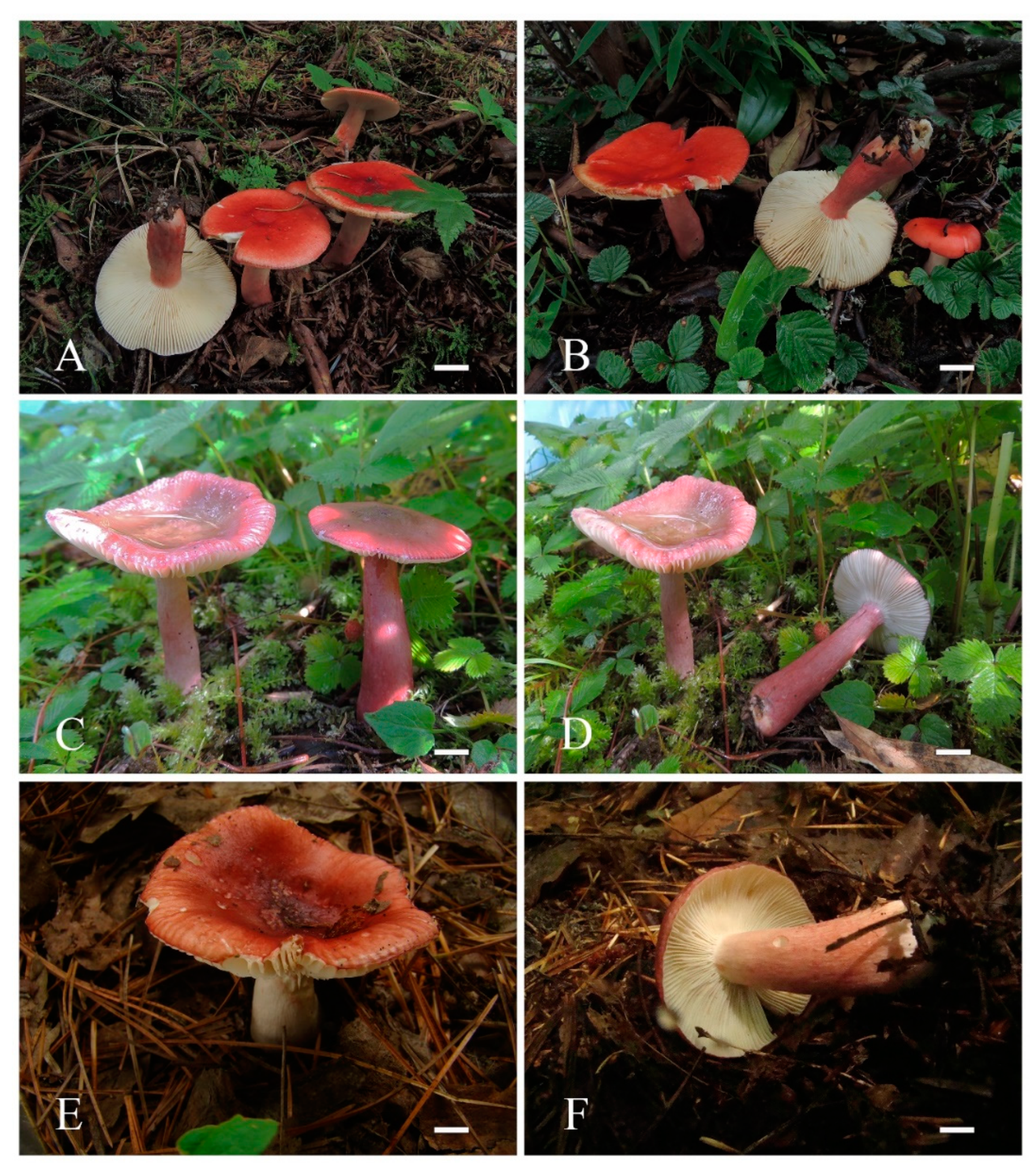 Life 12 00480 g003 550