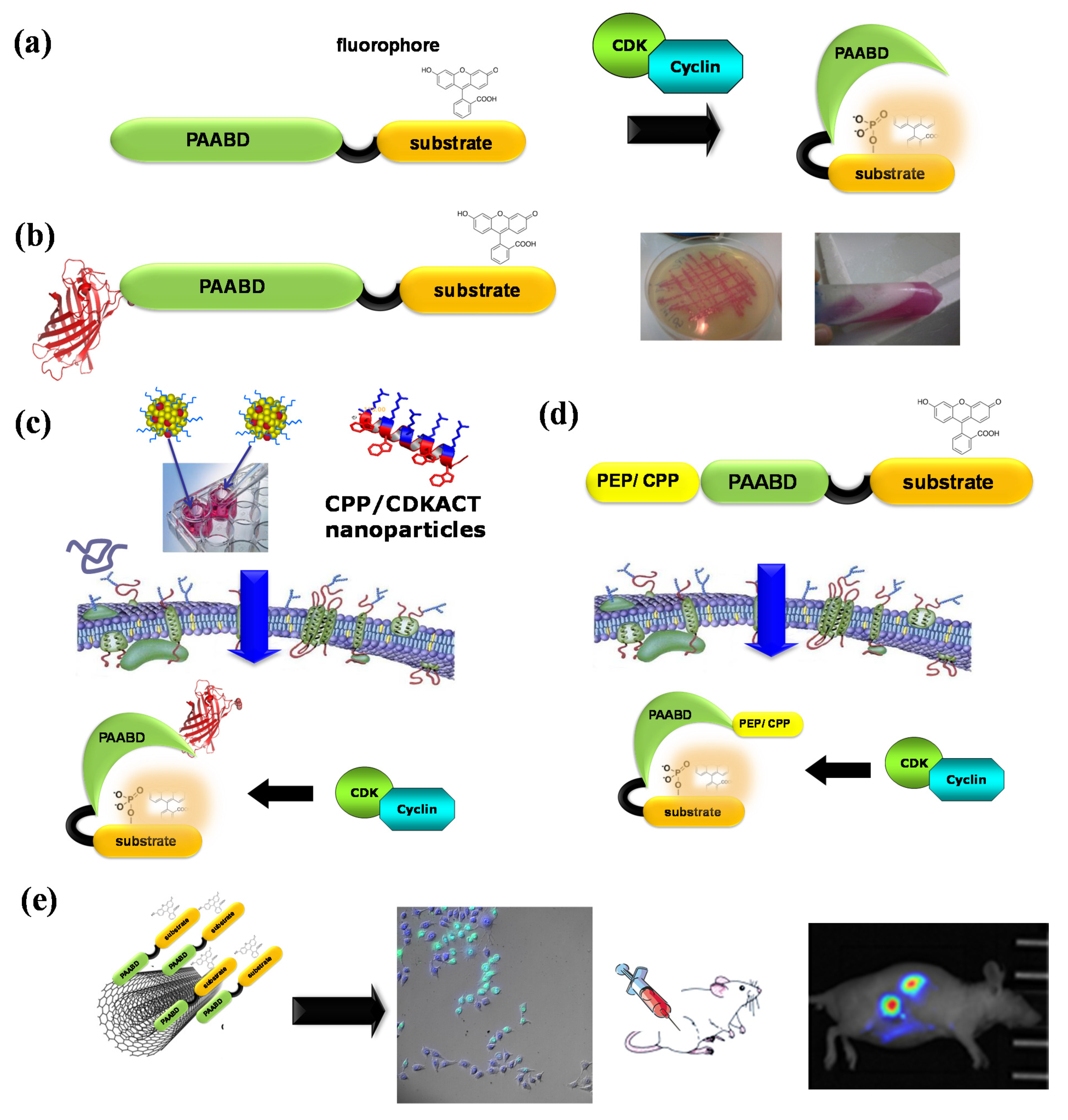Life 12 00516 g006 Life 12 00516 g006