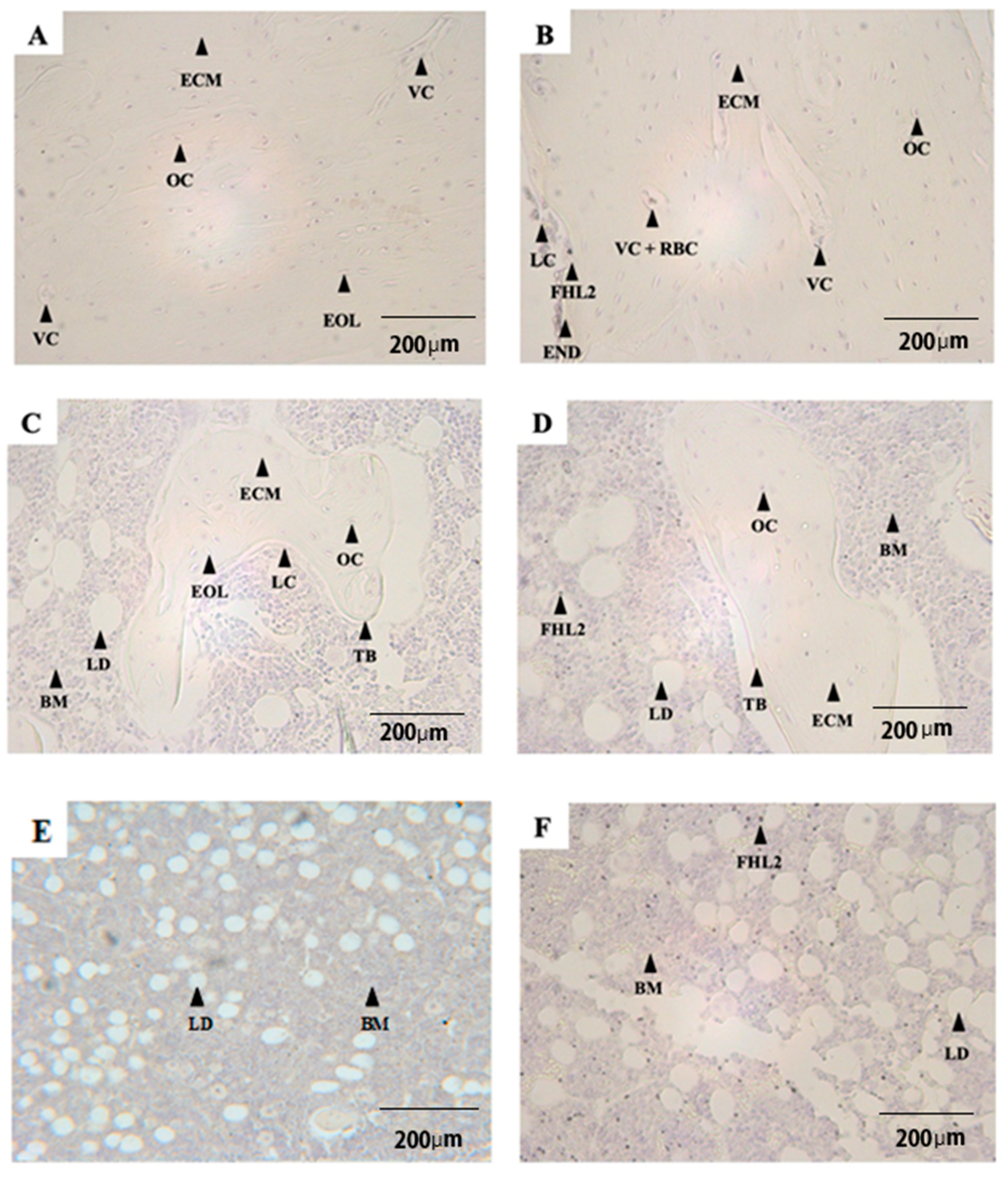 Life 12 00528 g001a Life 12 00528 g001a