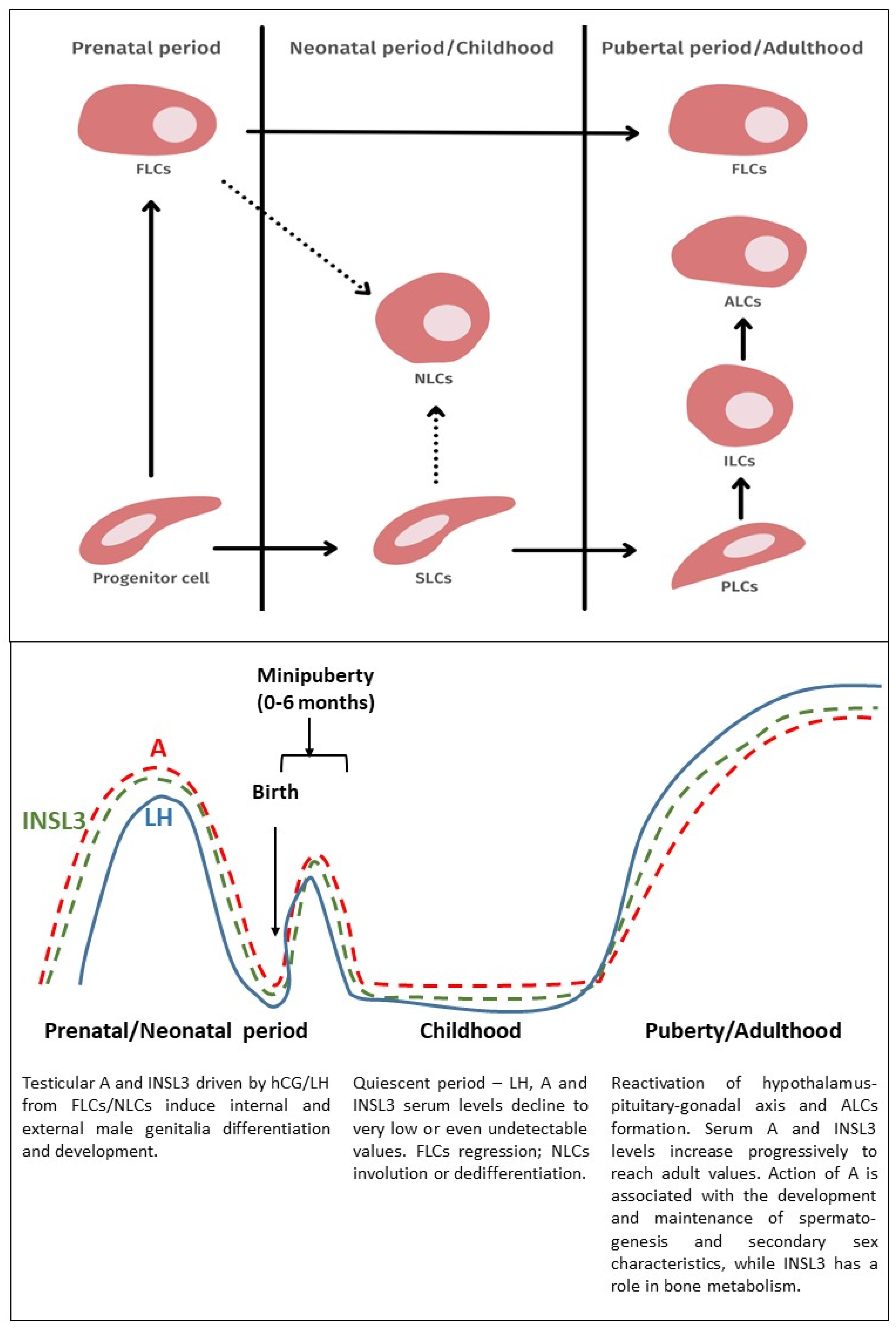 Life | Free Full-Text | The Fate of Leydig Cells in Men with Spermatogenic  Failure