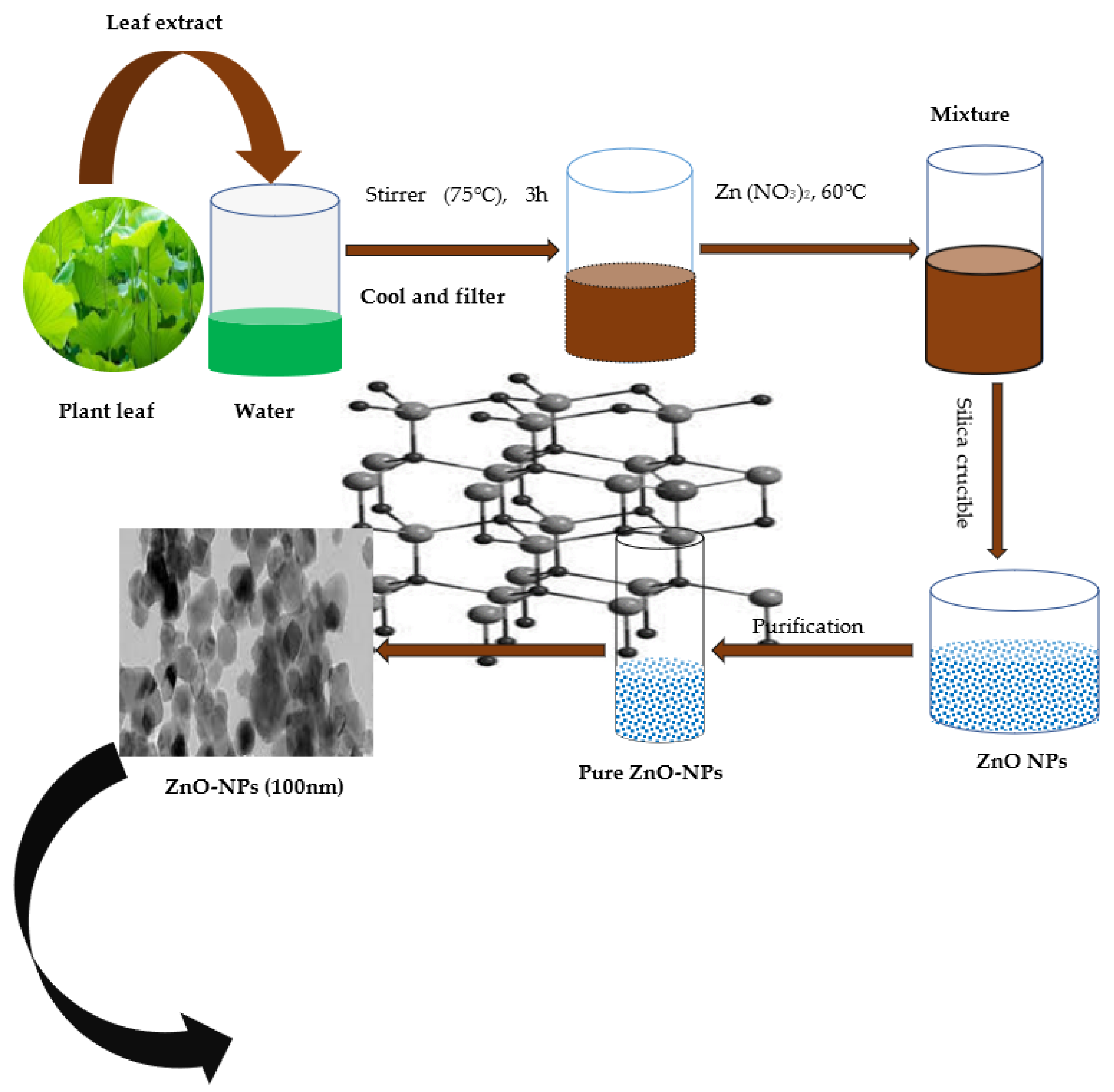 Life Free FullText Zinc Oxide Nanoparticles and Their Biosynthesis
