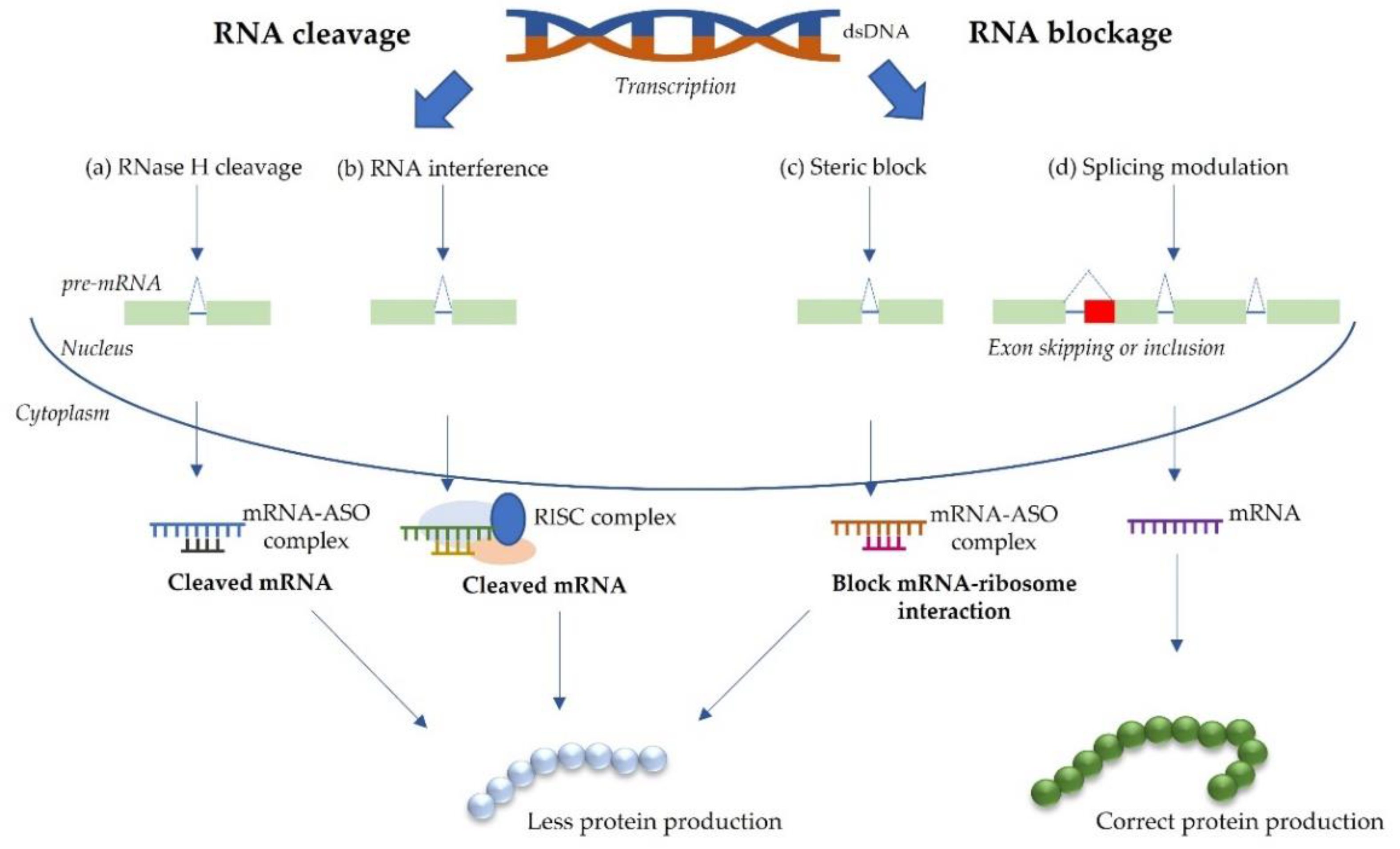 mechanism of antisense technology