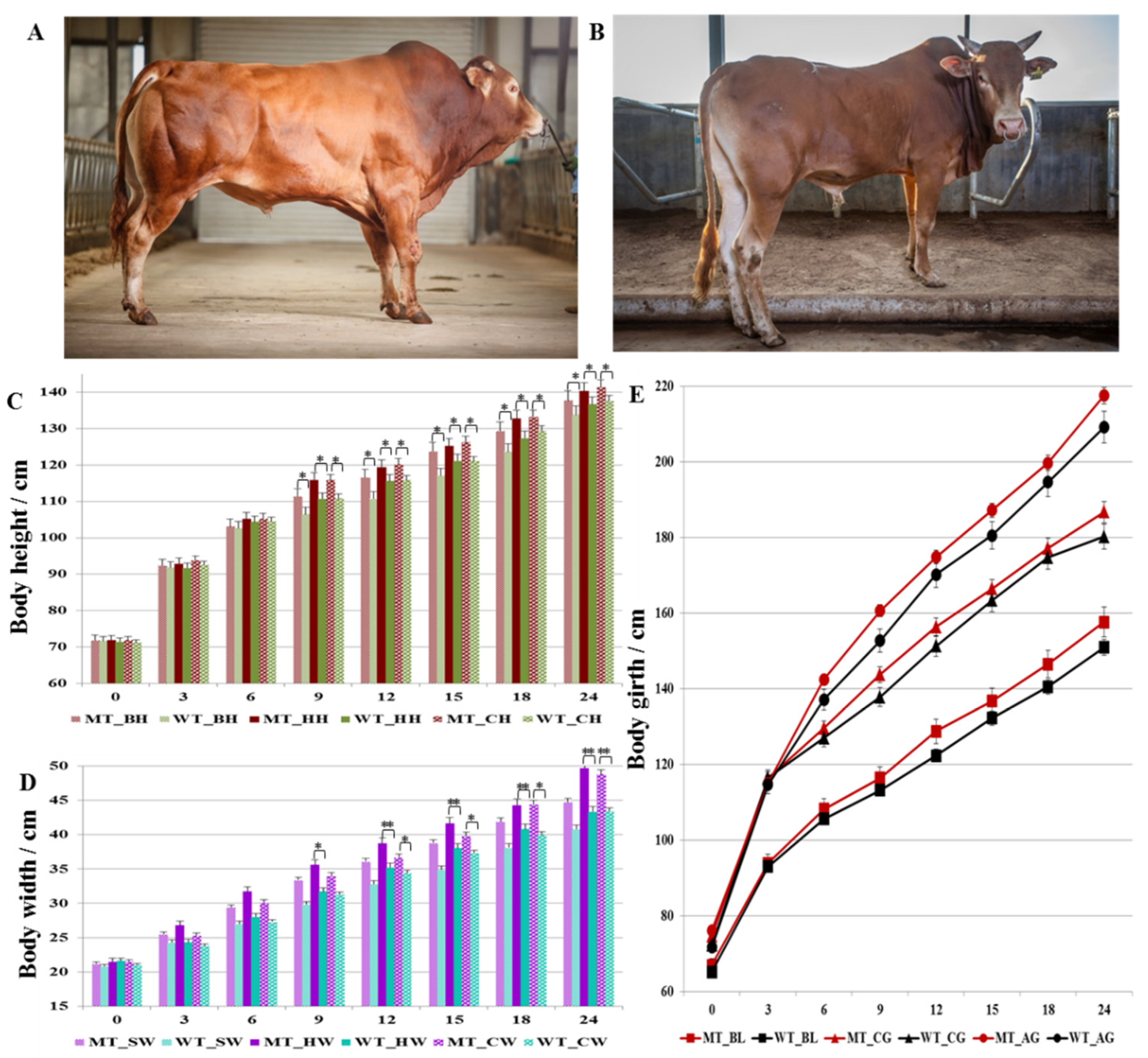 Life | Free Full-Text | Growth Traits and Sperm Proteomics Analyses of  Myostatin Gene-Edited Chinese Yellow Cattle