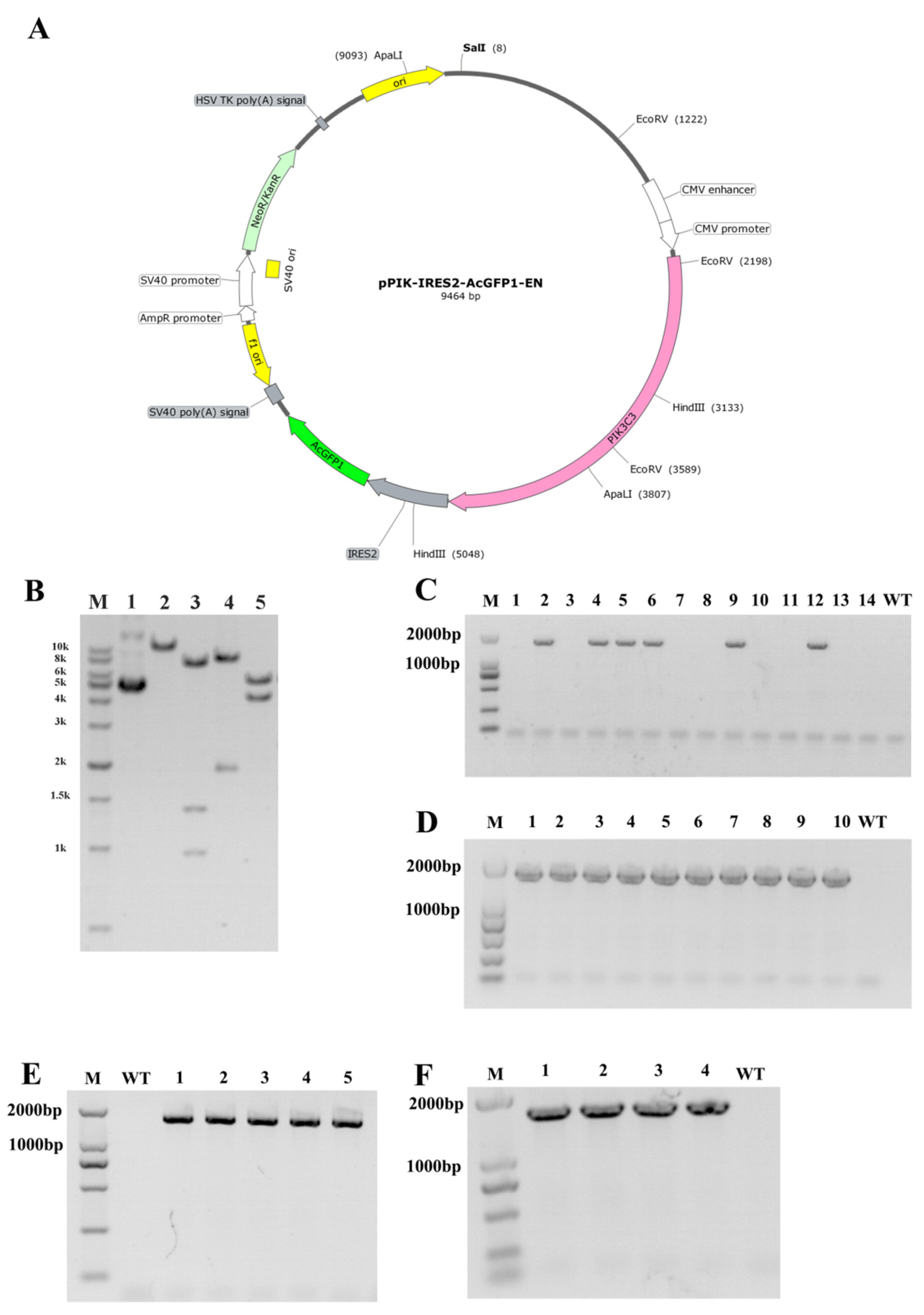 Life 12 00630 g001 Life 12 00630 g001