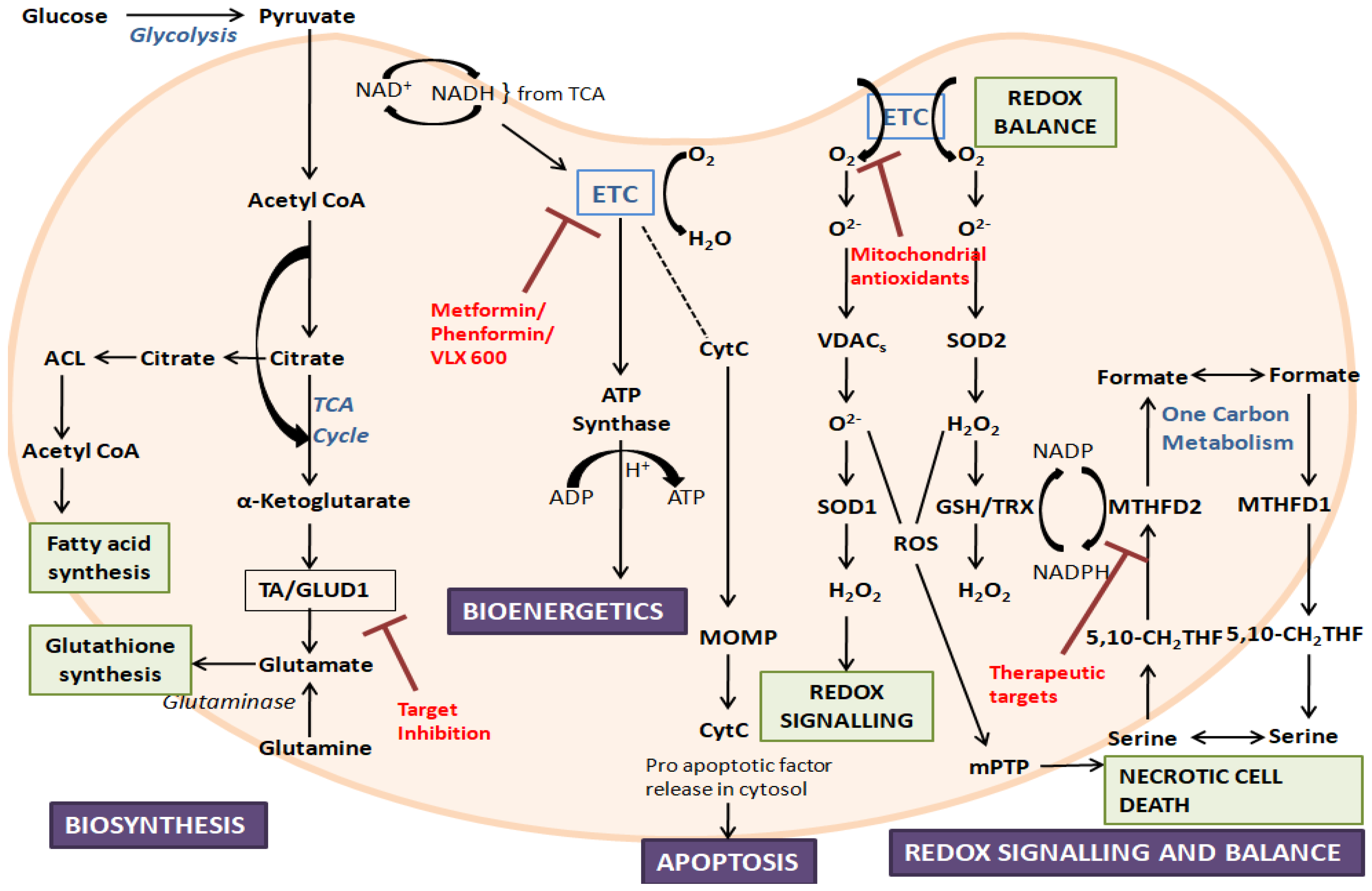 Inborn errors of metabolism leading to neuronal migration defects -  Schiller - 2020 - Journal of Inherited Metabolic Disease - Wiley Online  Library