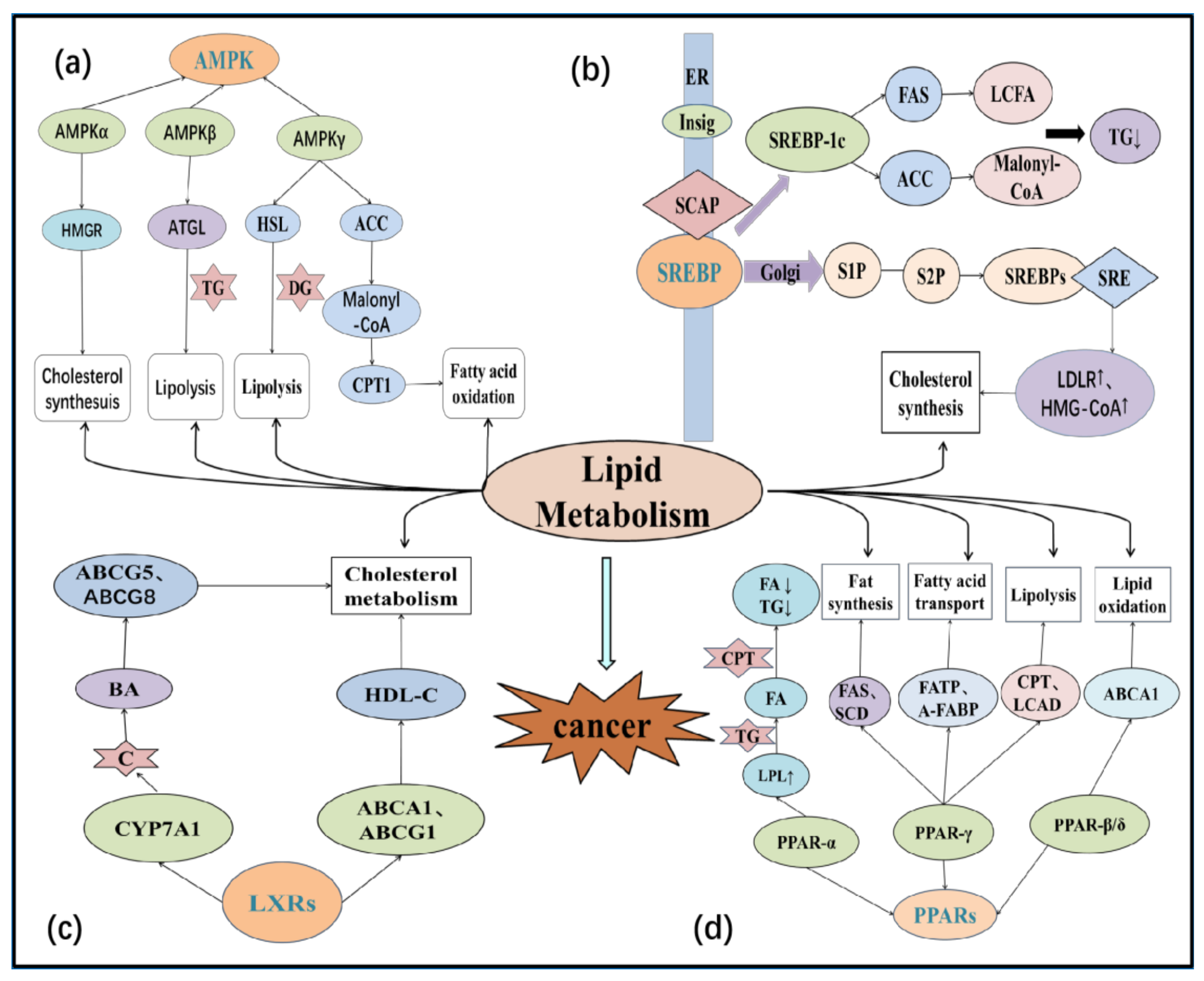 Life 12 00784 g004 Life 12 00784 g004