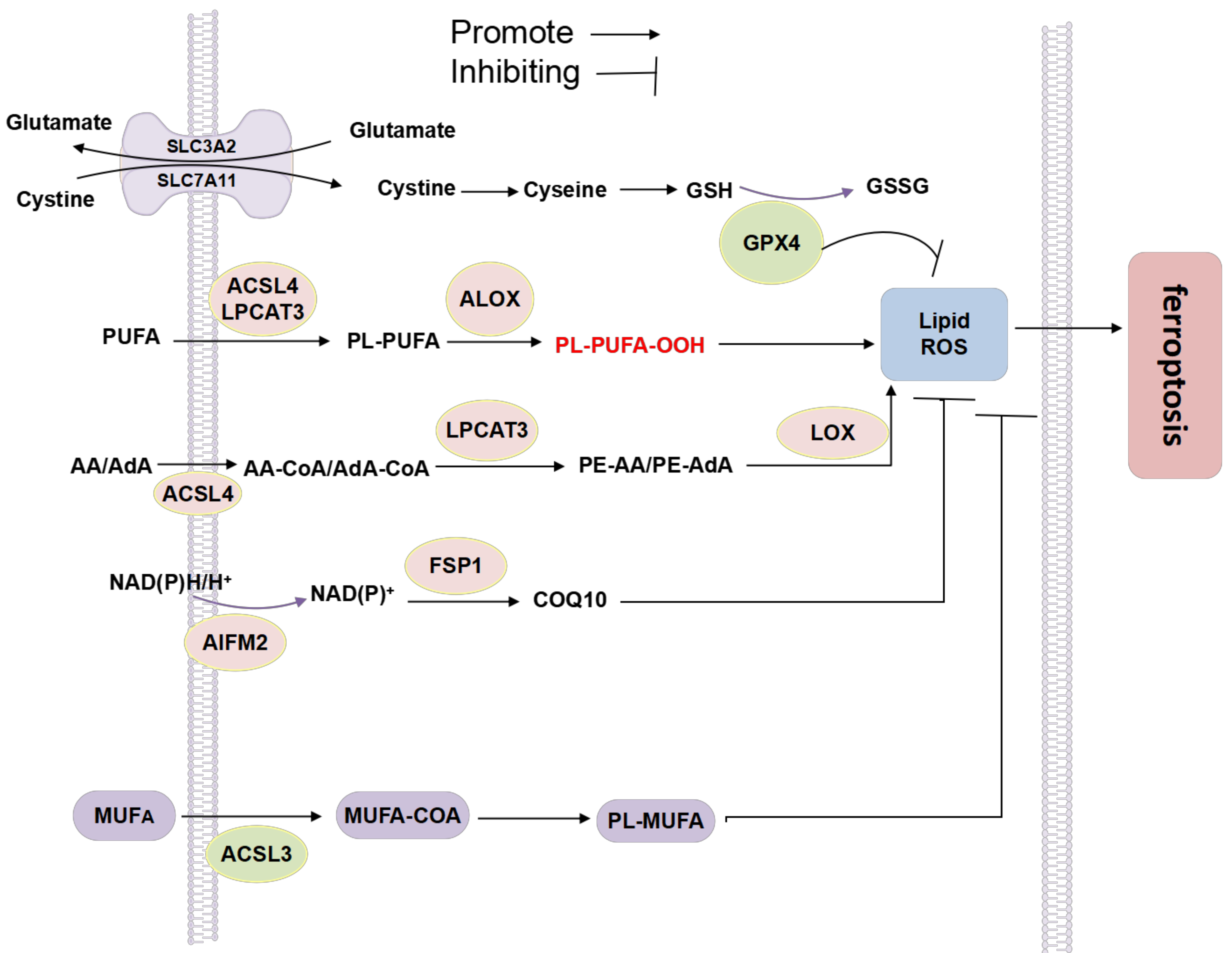 Life 12 00784 g007 Life 12 00784 g007