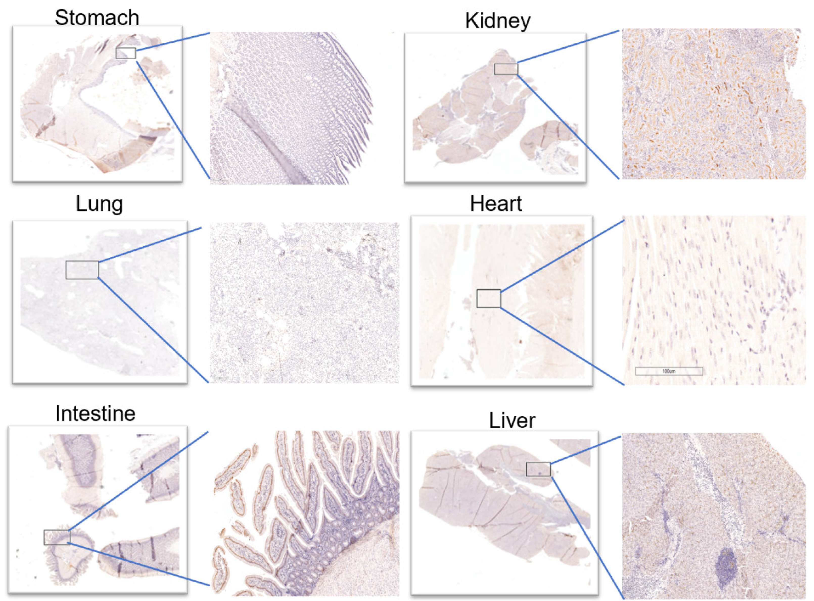 Life 12 00793 g004 550