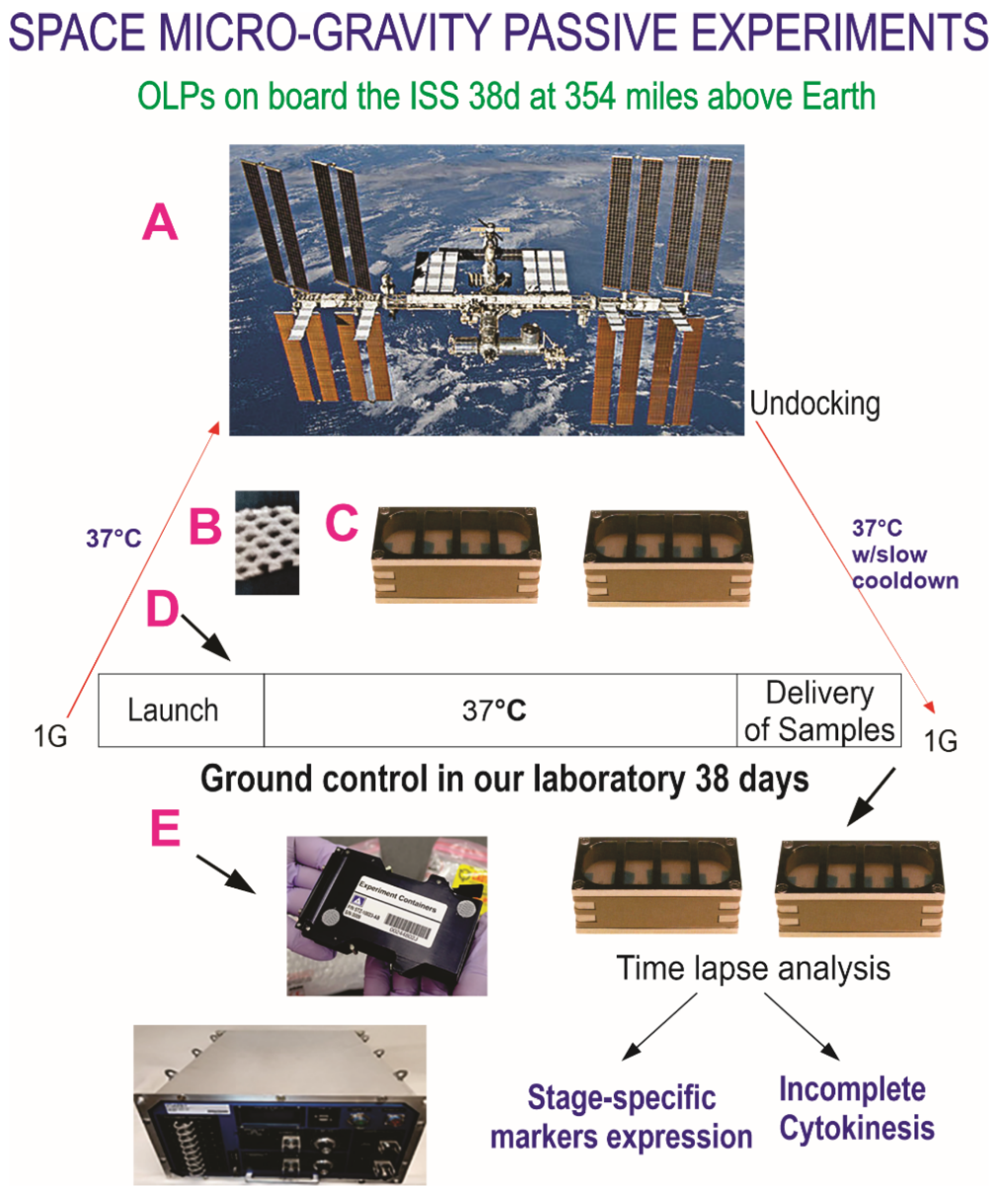 Life 12 00797 g003 Life 12 00797 g003