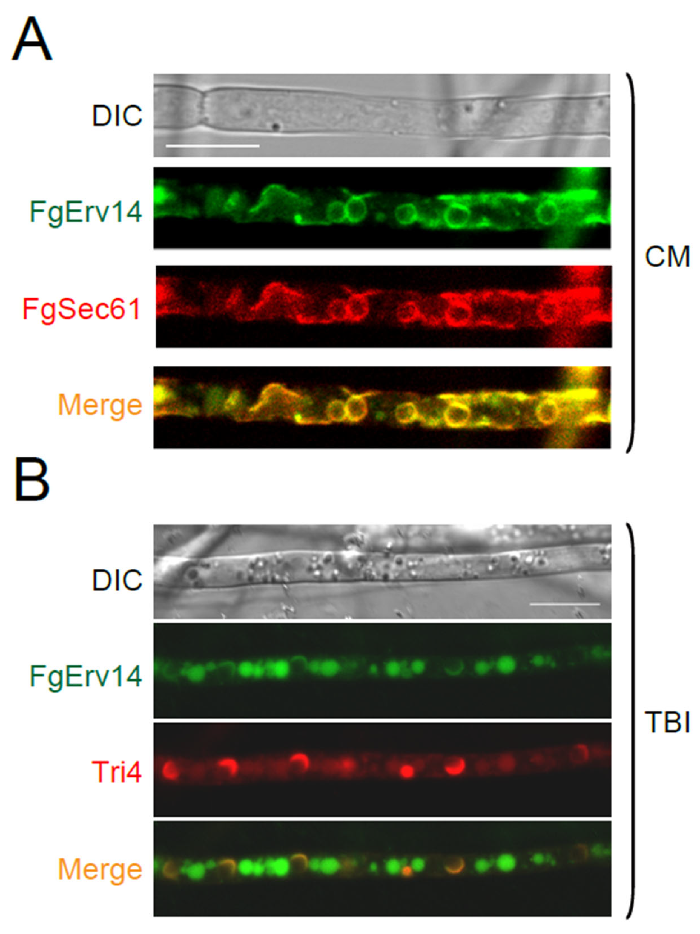 Life 12 00799 g007 550
