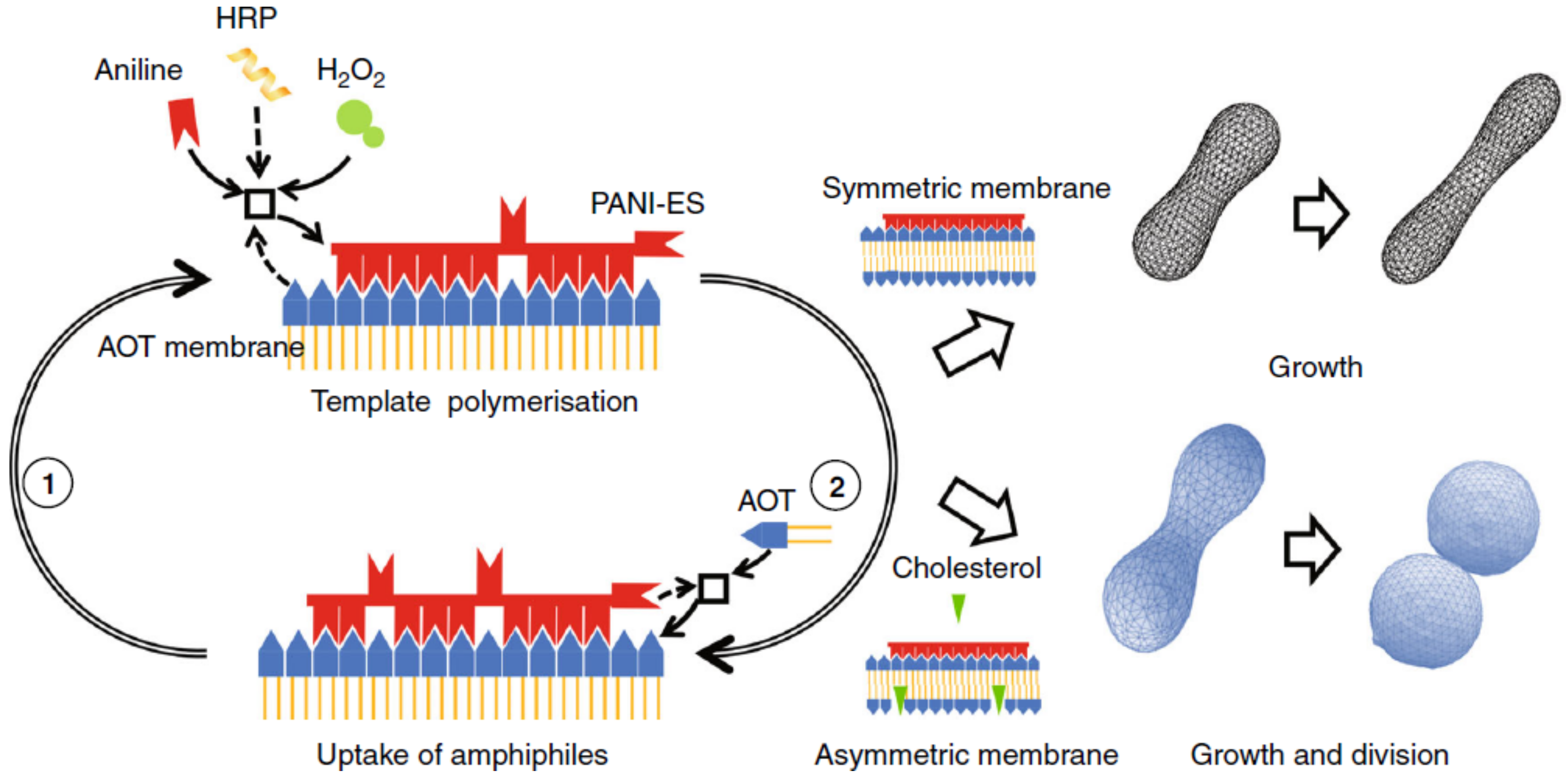 Life 12 00841 g003 Life 12 00841 g003