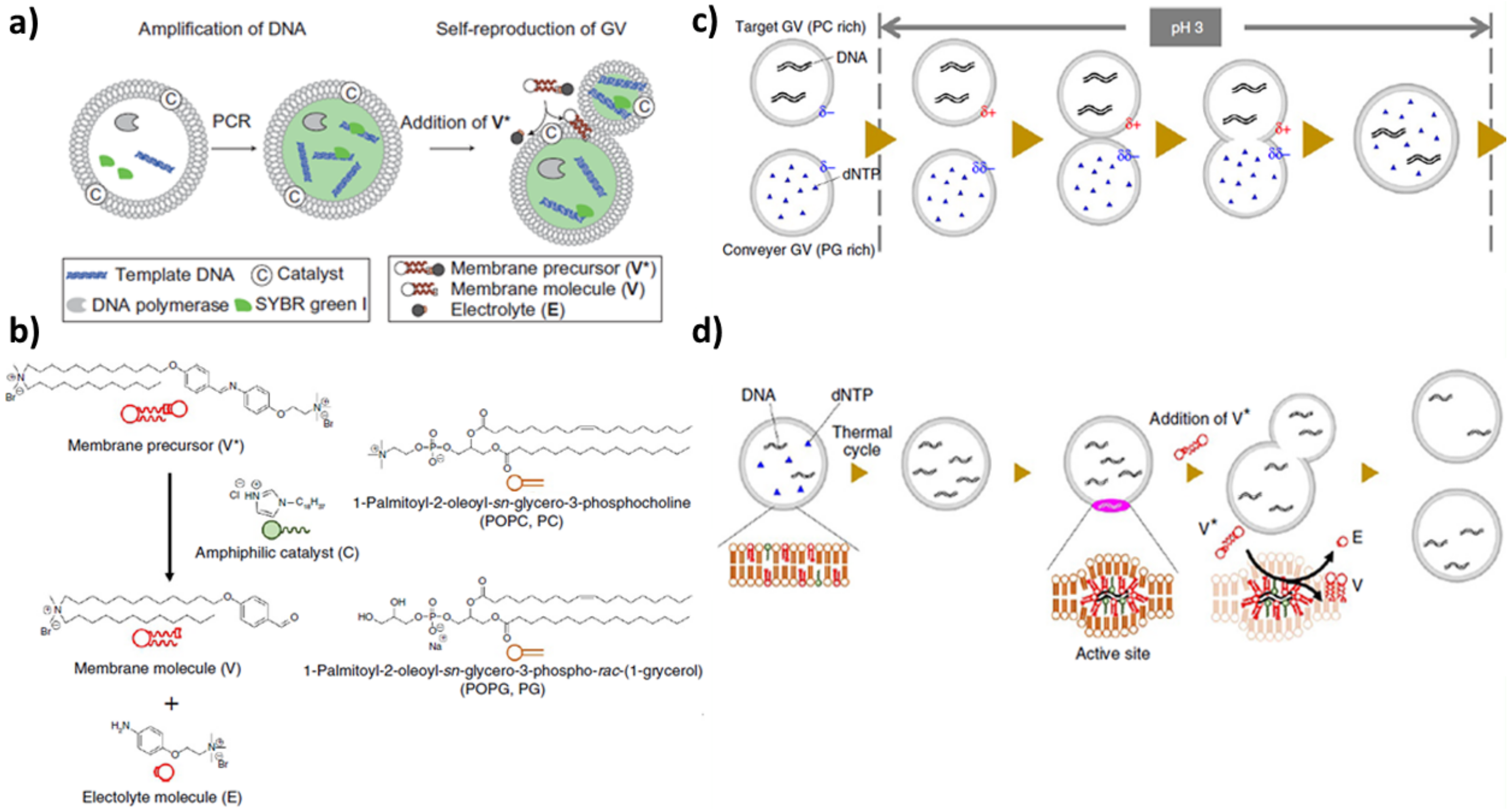 Life 12 00841 g004 Life 12 00841 g004