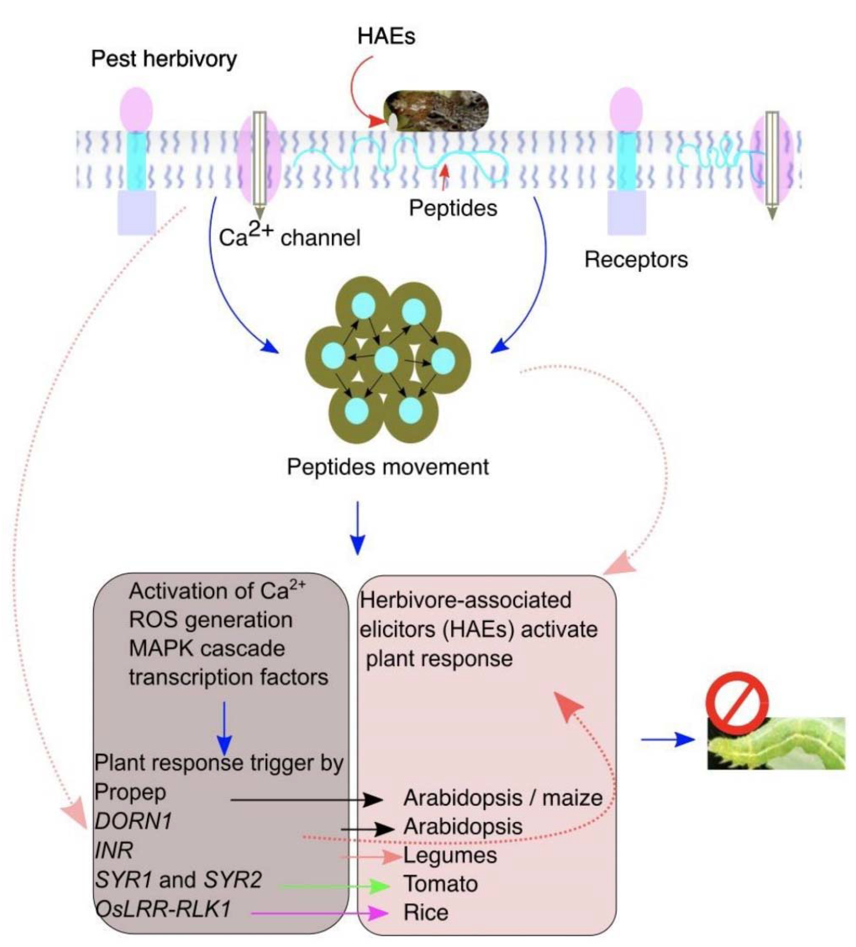 The Molecular Mechanism of Potassium Absorption, Transport