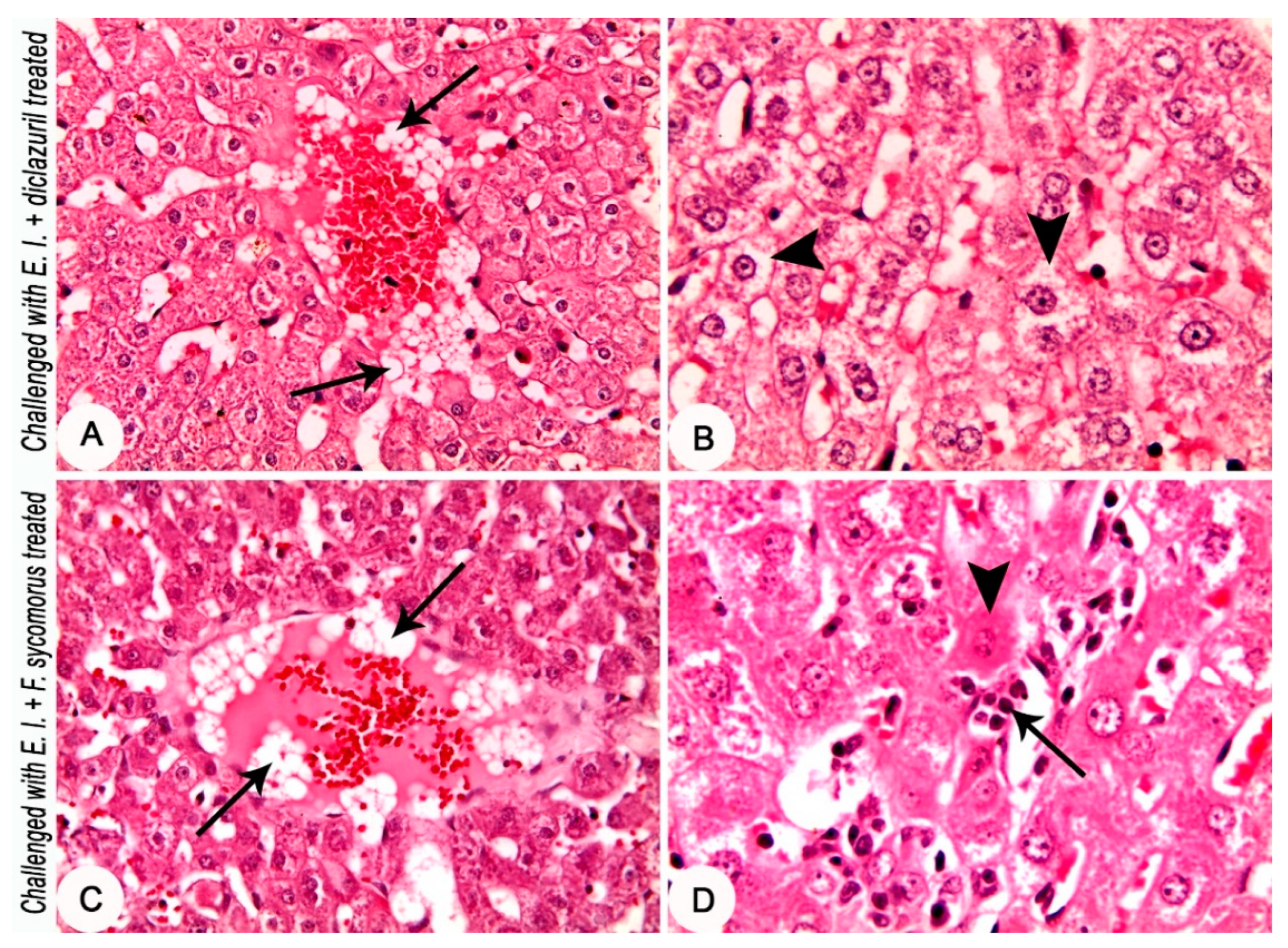 Life 12 00917 g006 Life 12 00917 g006