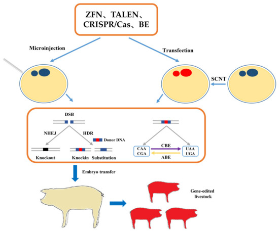 Application of Gene Editing Technology in Resistance