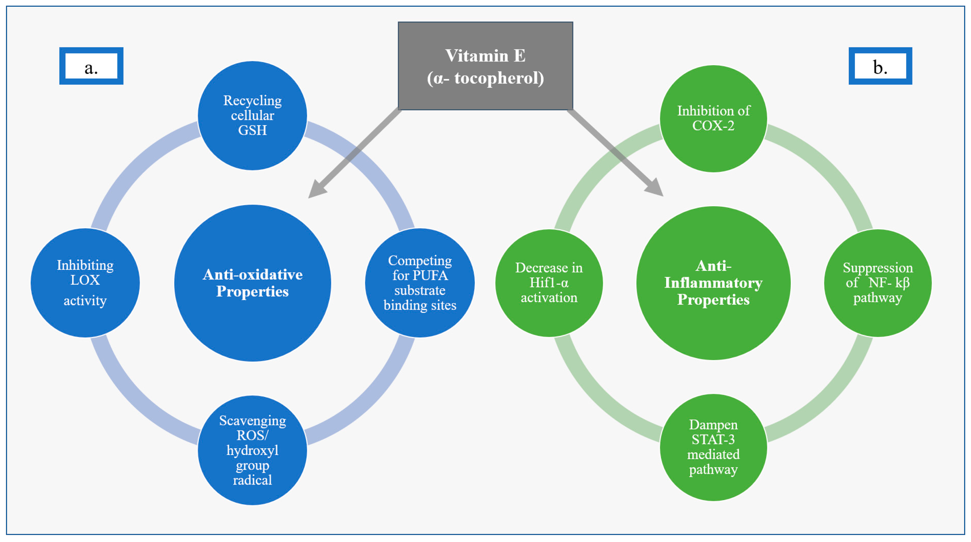 Life Free FullText Role of Vitamin E in Neonatal Neuroprotection