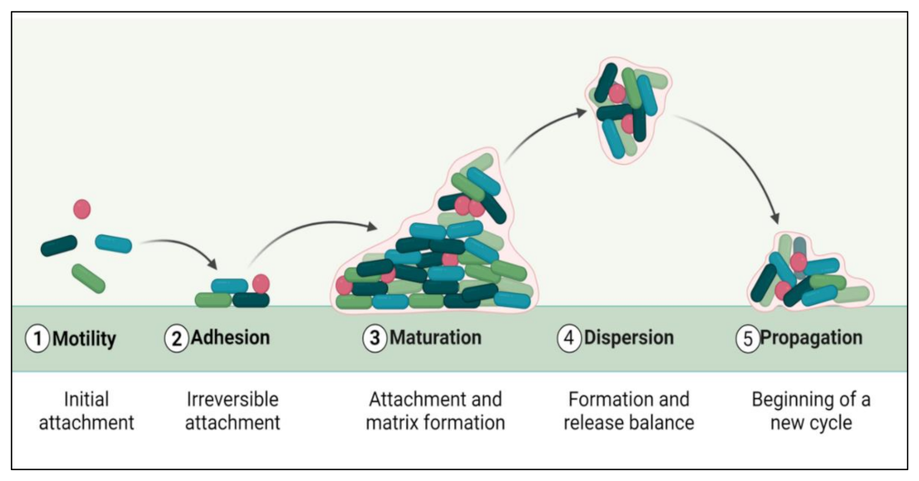 Life | Free Full-Text | An Overview of Biofilm Formation&ndash 
