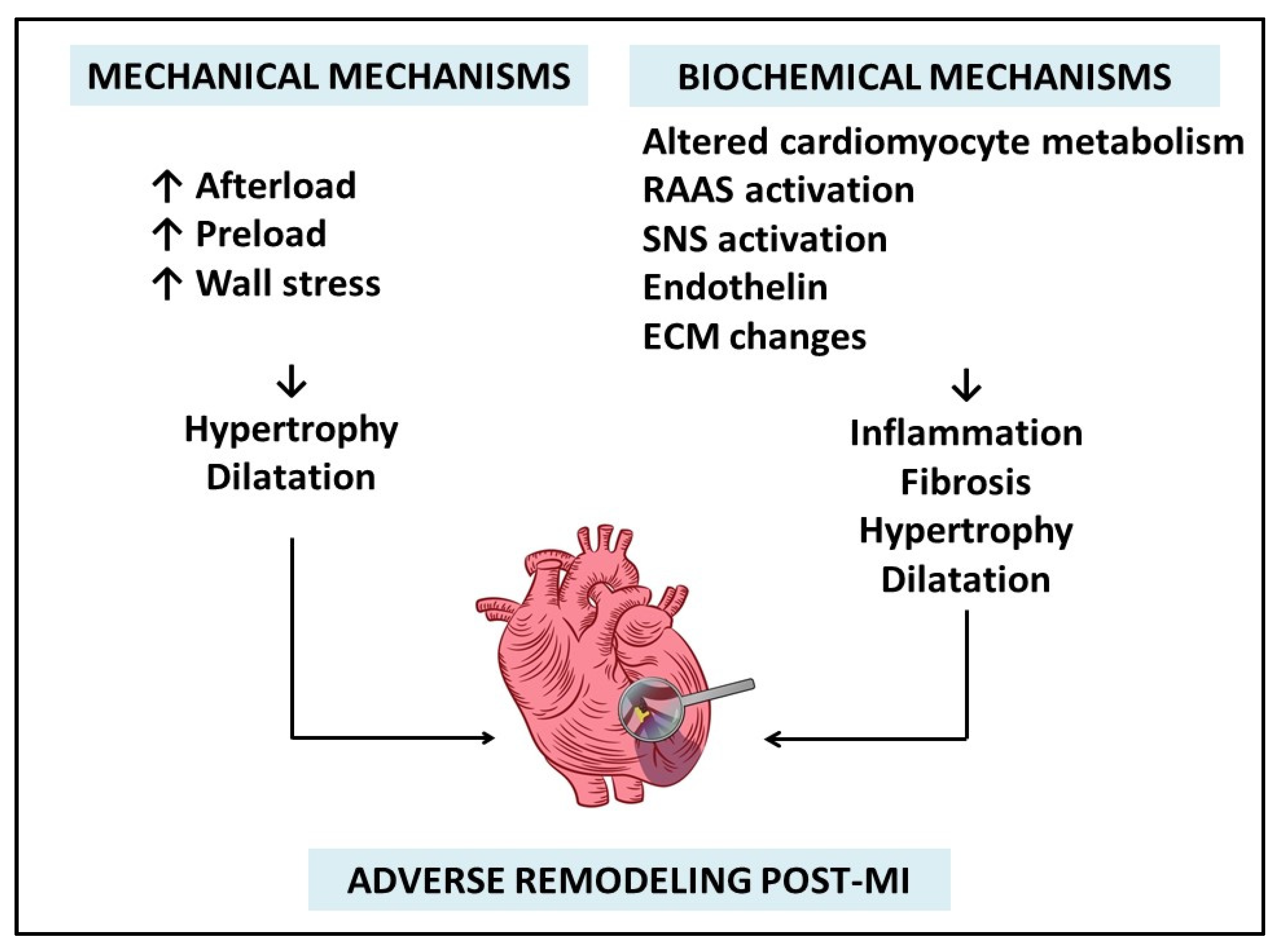 Genomic Analysis of Left Ventricular Remodeling