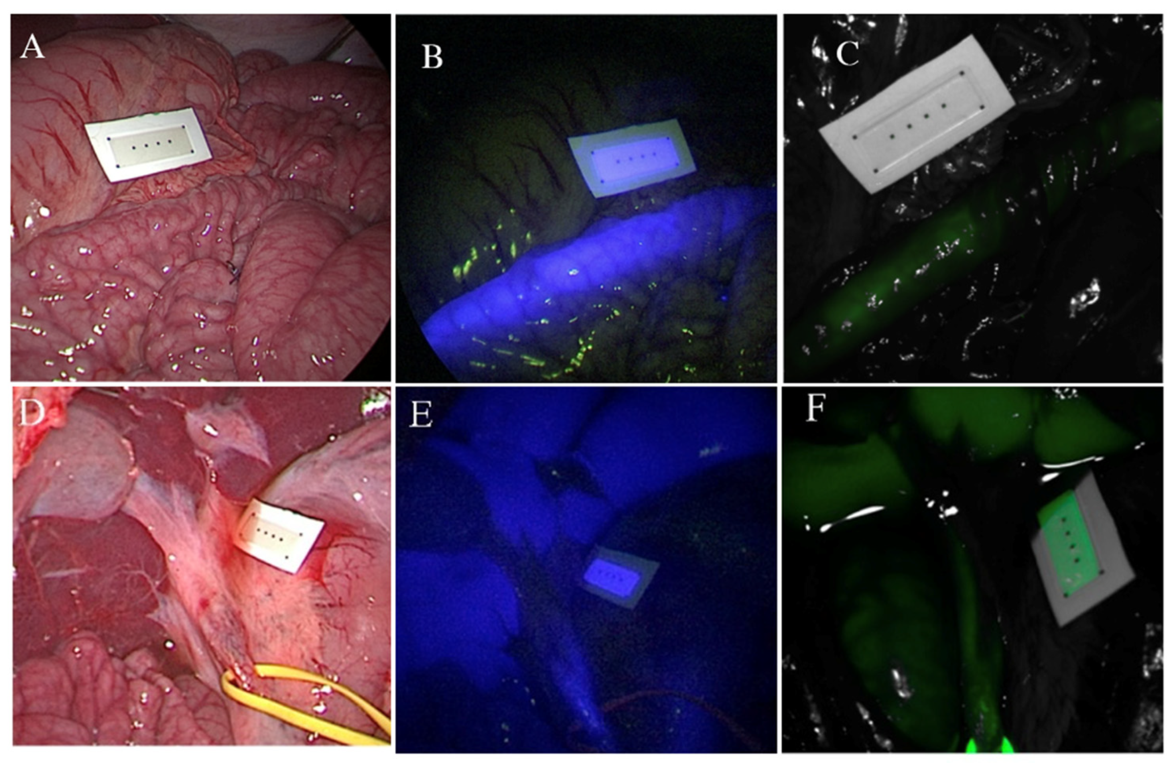 Life 12 01123 g003 550