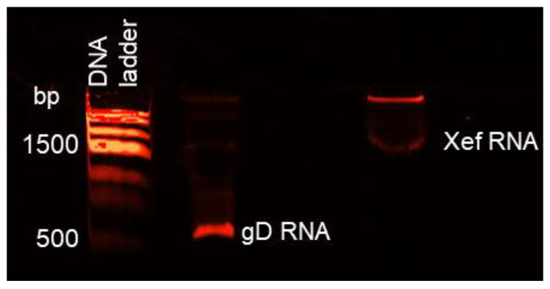 Life 12 01130 g002 Life 12 01130 g002