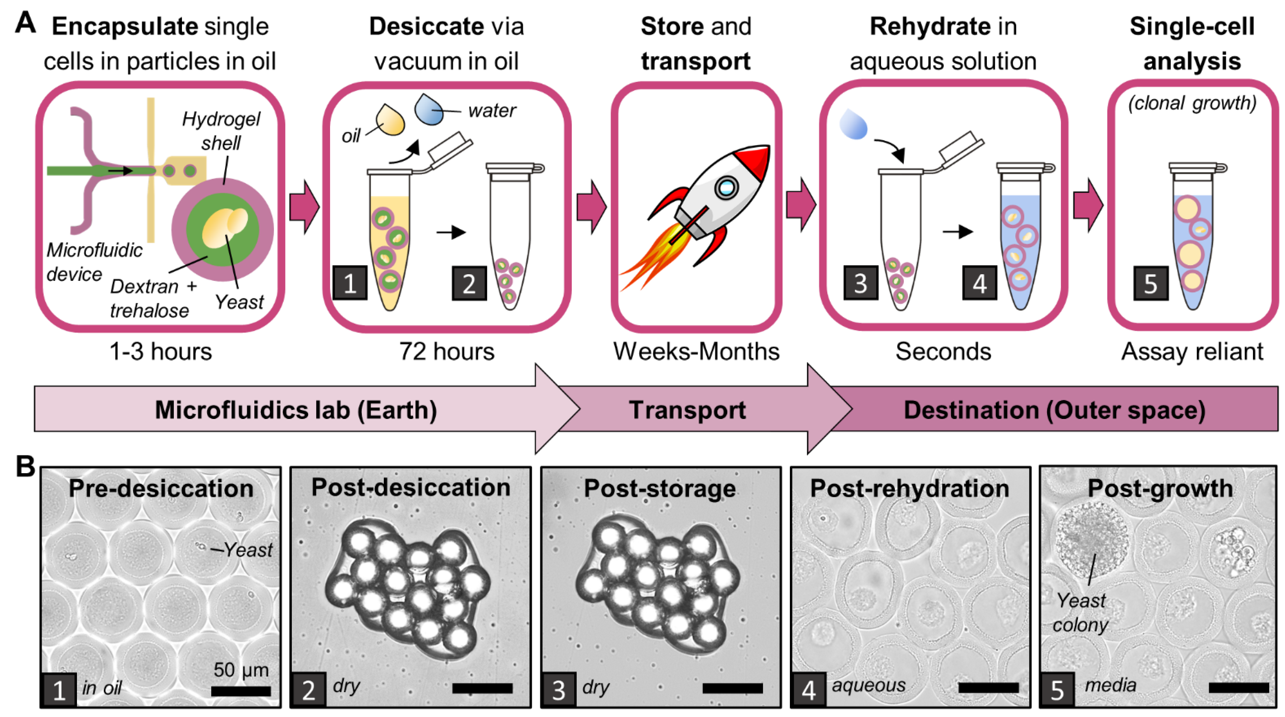 Life 12 01168 g001 550