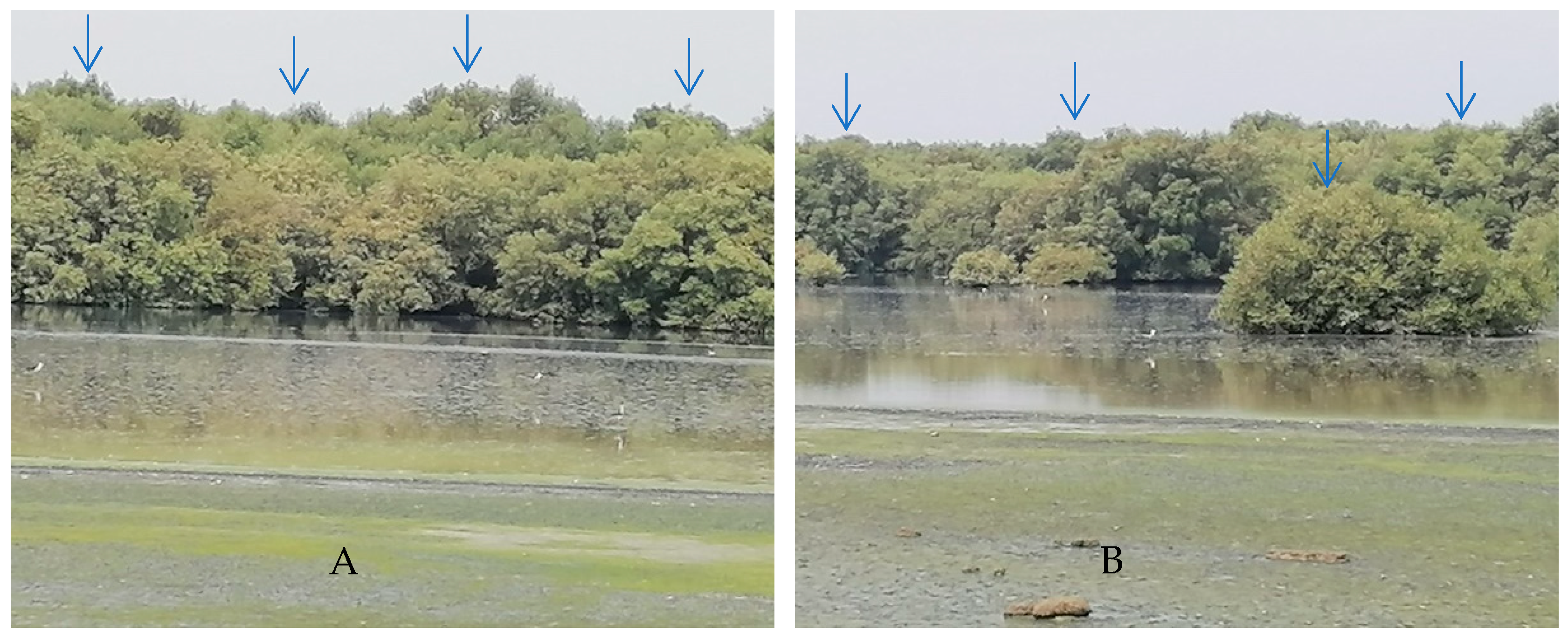 Life 12 01182 g001a Life 12 01182 g001a