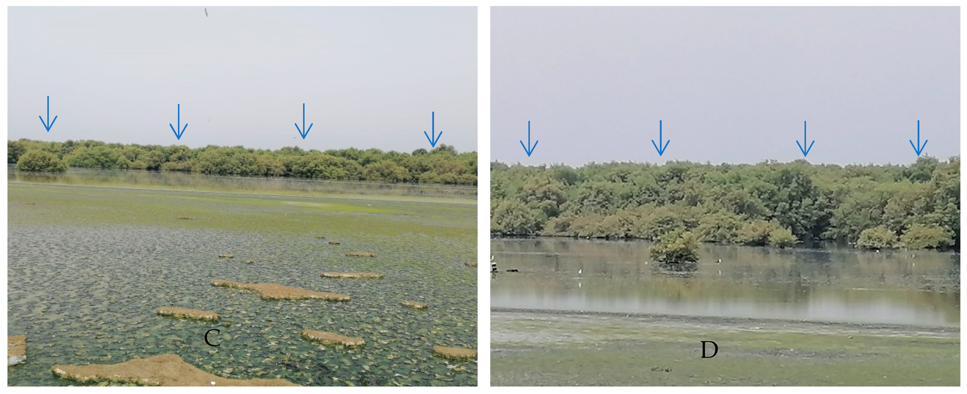 Life 12 01182 g001b Life 12 01182 g001b